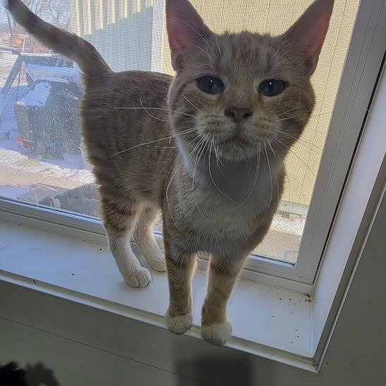 Ismael, Adoptable, Kitten Male American Shorthair.