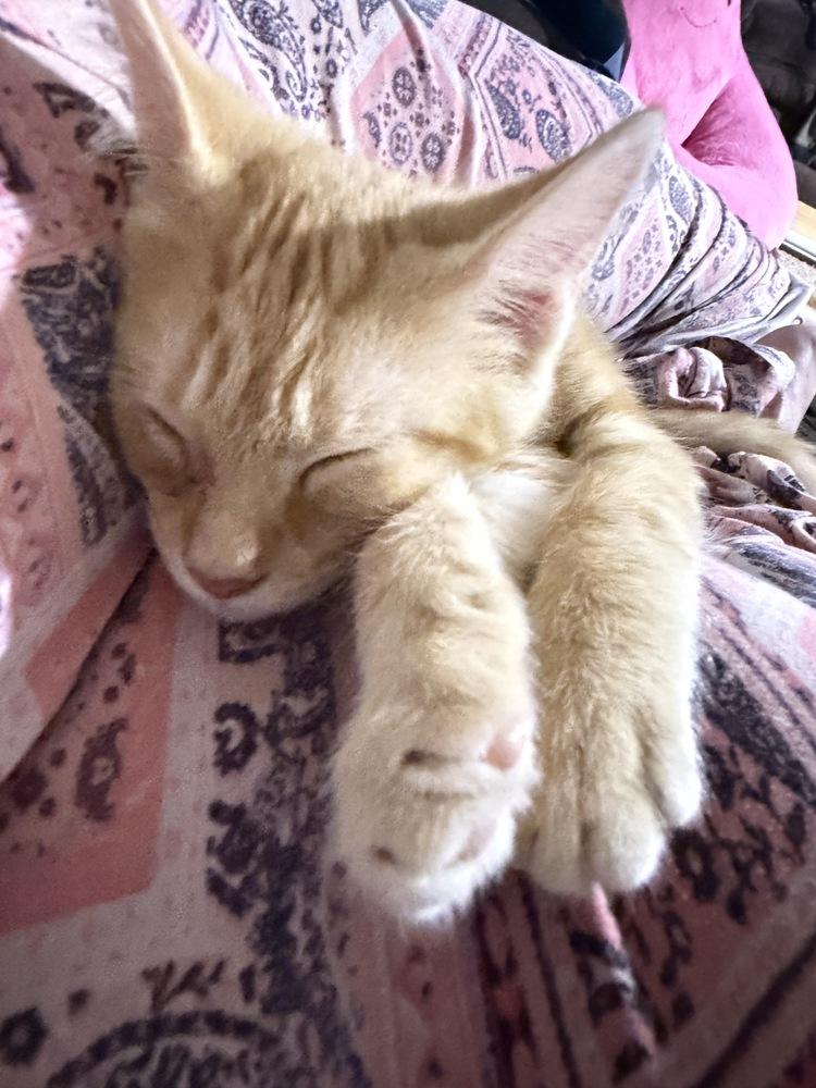 Enlarge Parmesan, a Adoptable Domestic Short Hair in Lincoln Park, MI image 2/5