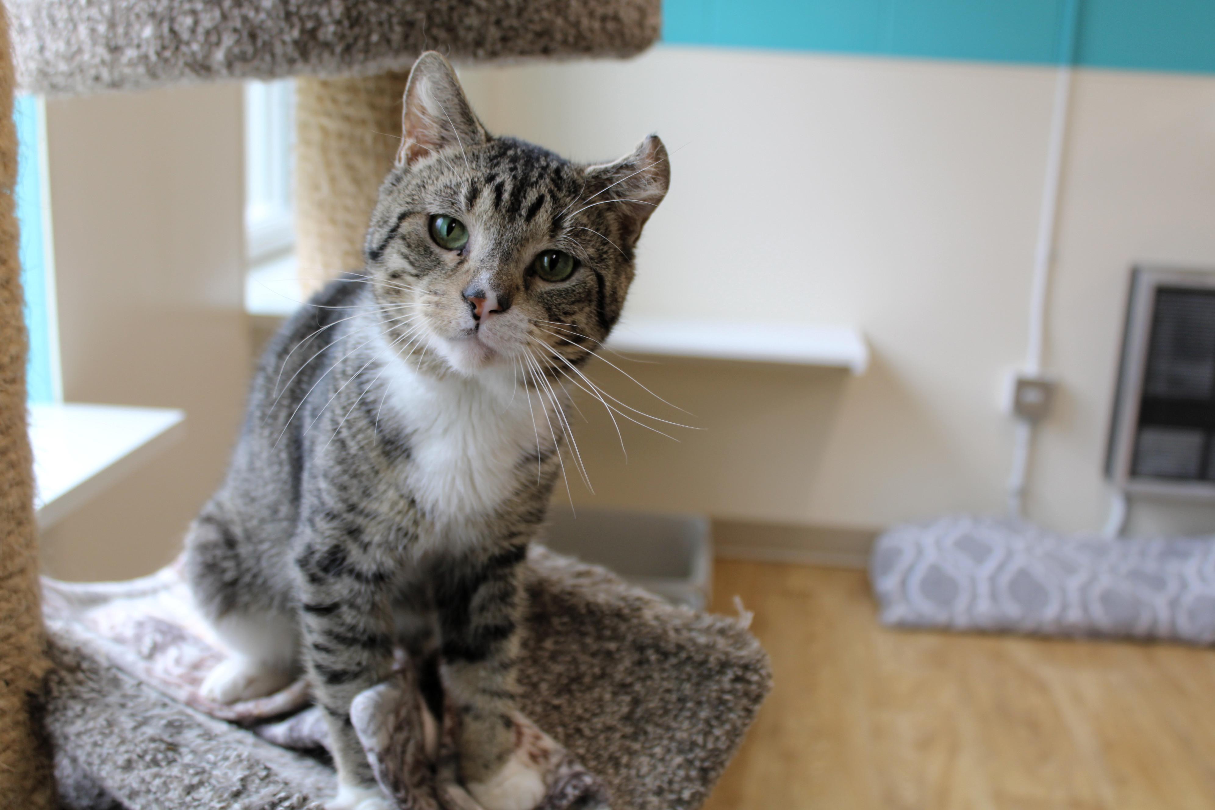 Garbanzo thumbnail 7