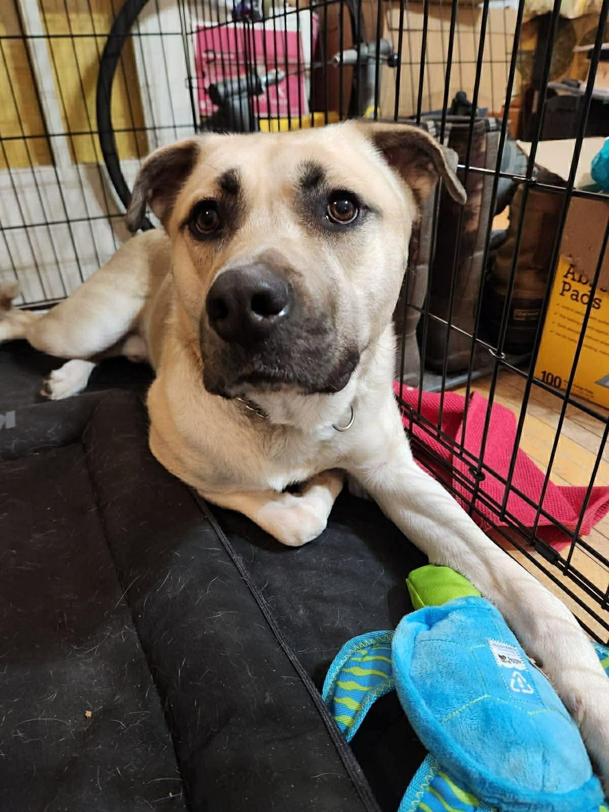 Yadi, Adoptable, Young Male Husky & Shepherd.