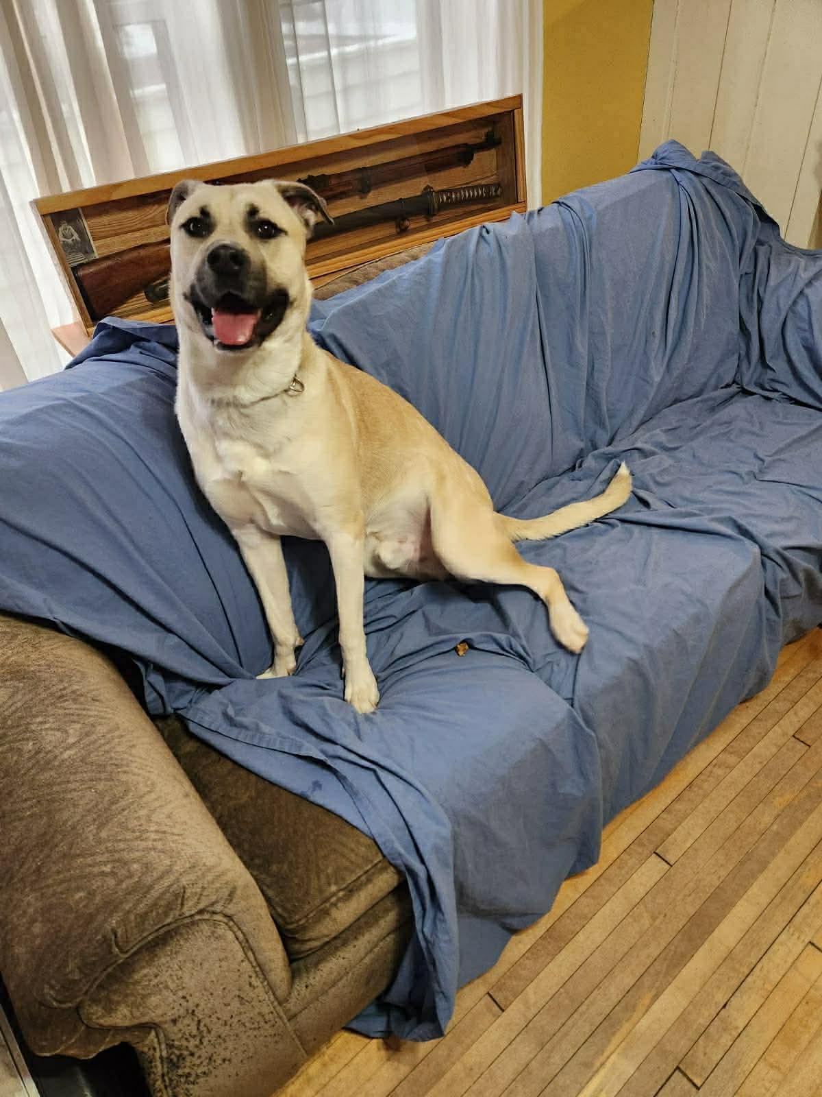 Enlarge Yadi, a Adoptable mixed breed in Duluth, MN image 2/3