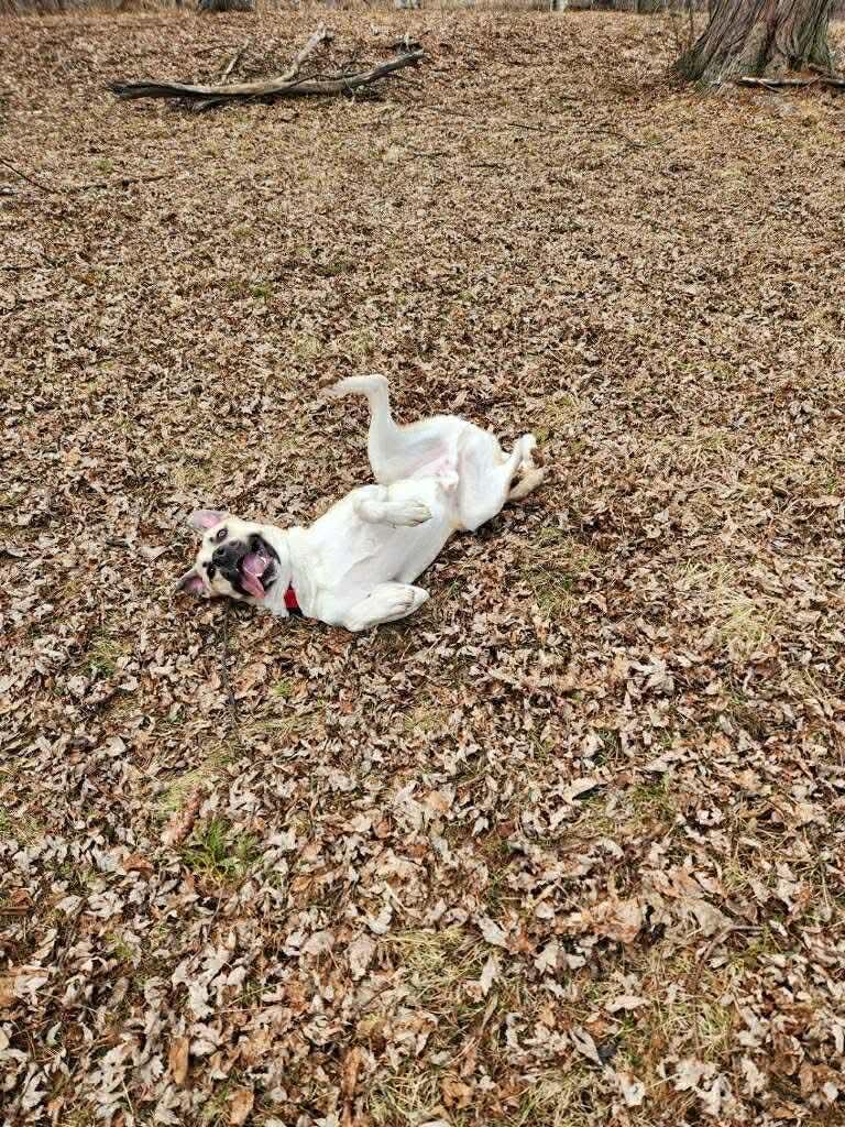 Enlarge Yadi, a Adoptable mixed breed in Duluth, MN image 3/3