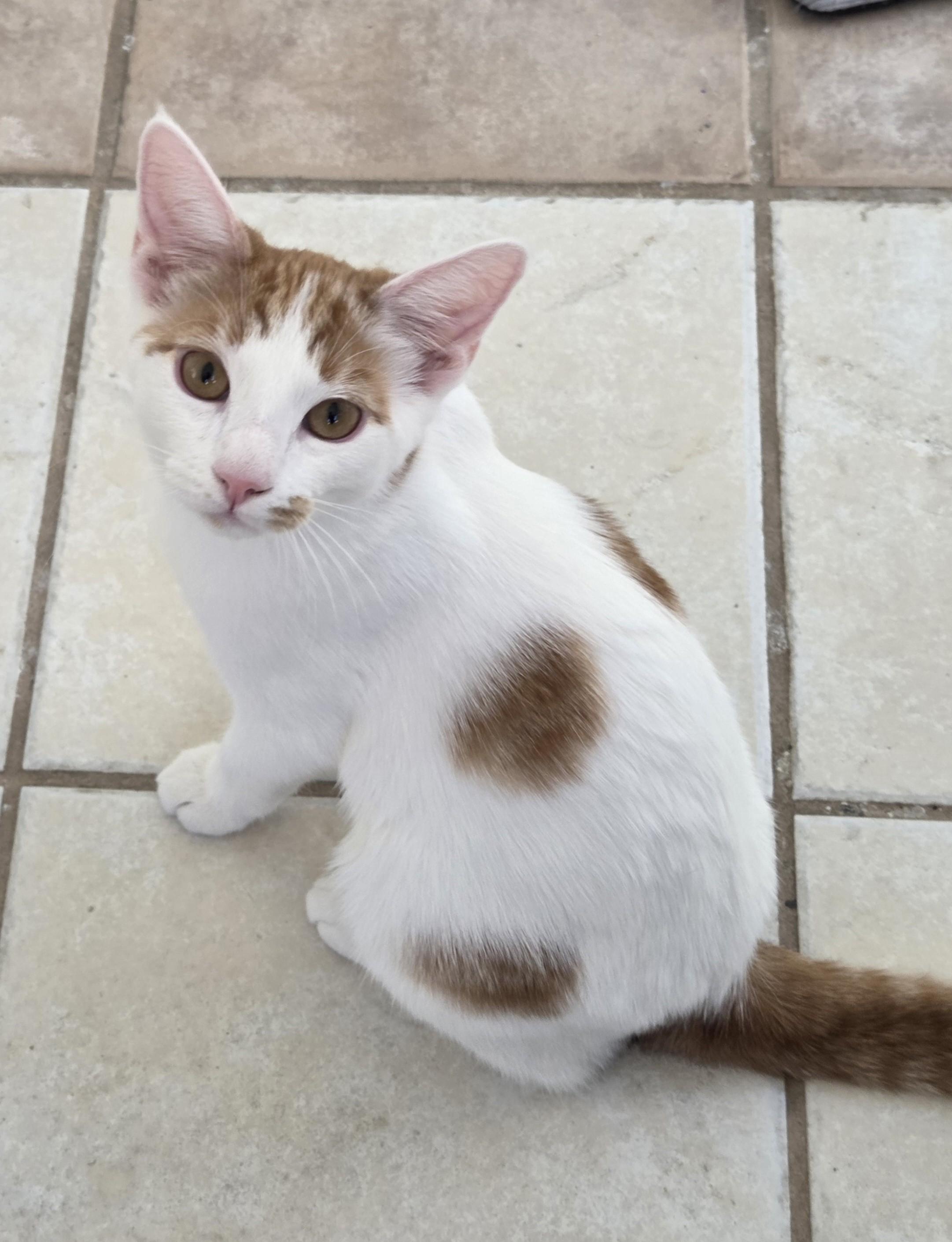 Spring, a ADOPTABLE Domestic Short Hair in Mesquite, NV image 2/3