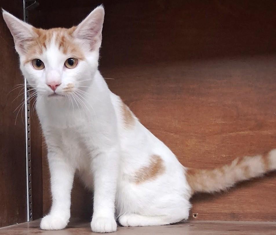 Spring, ADOPTABLE, Young Male Domestic Short Hair.