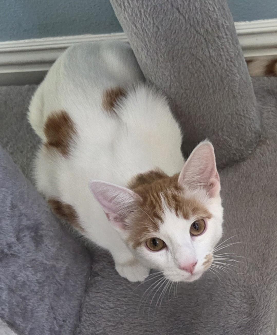 Spring, a ADOPTABLE Domestic Short Hair in Mesquite, NV image 3/3