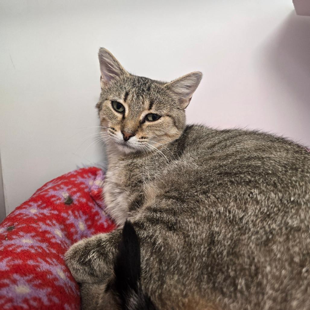 Enlarge Yvette, a Adoptable Domestic Short Hair in Jasper, IN image 1/2