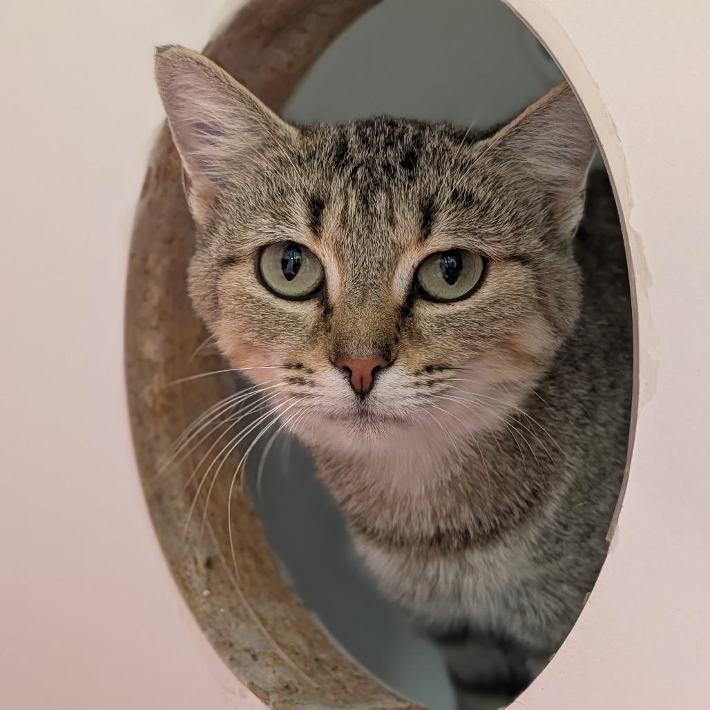 Enlarge Yvette, a Adoptable Domestic Short Hair in Jasper, IN image 2/2