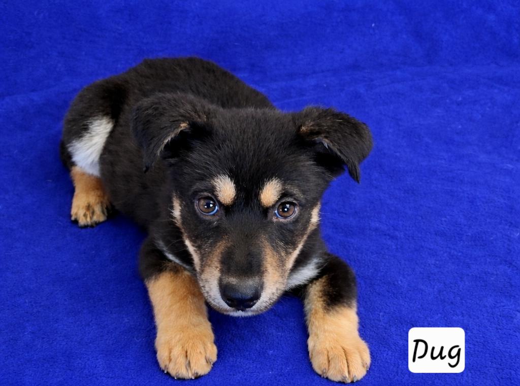 Dug, adopted, Puppy Male German Shepherd Dog & Husky.