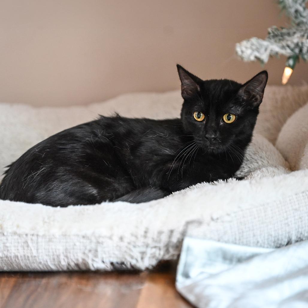 Enlarge Bessie, a Adoptable Domestic Short Hair in Wichita, KS image 1/6