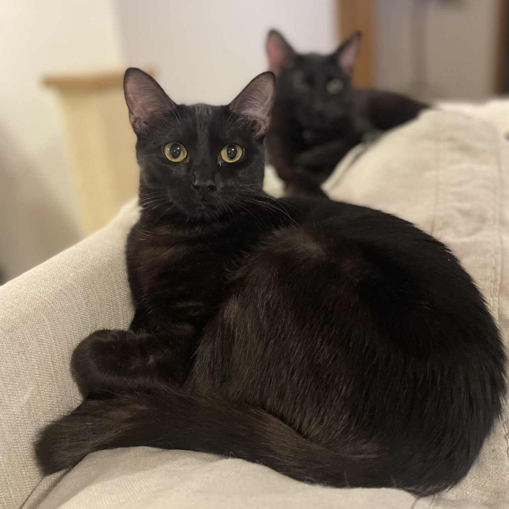 Enlarge Bessie, a Adoptable Domestic Short Hair in Wichita, KS image 2/6