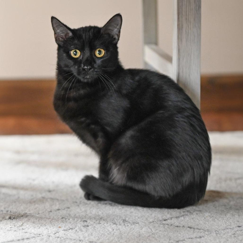 Enlarge Bessie, a Adoptable Domestic Short Hair in Wichita, KS image 3/6