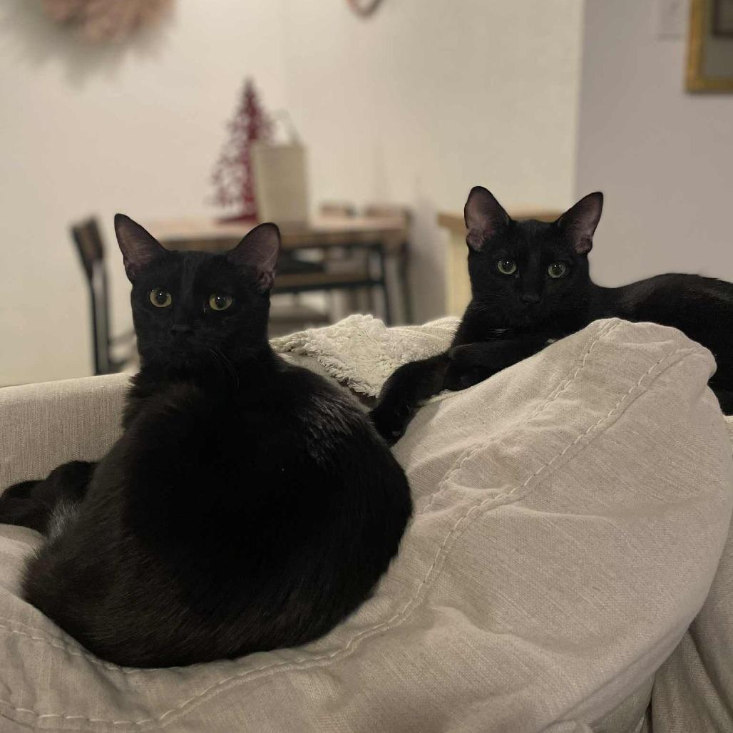 Enlarge Bessie, a Adoptable Domestic Short Hair in Wichita, KS image 4/6