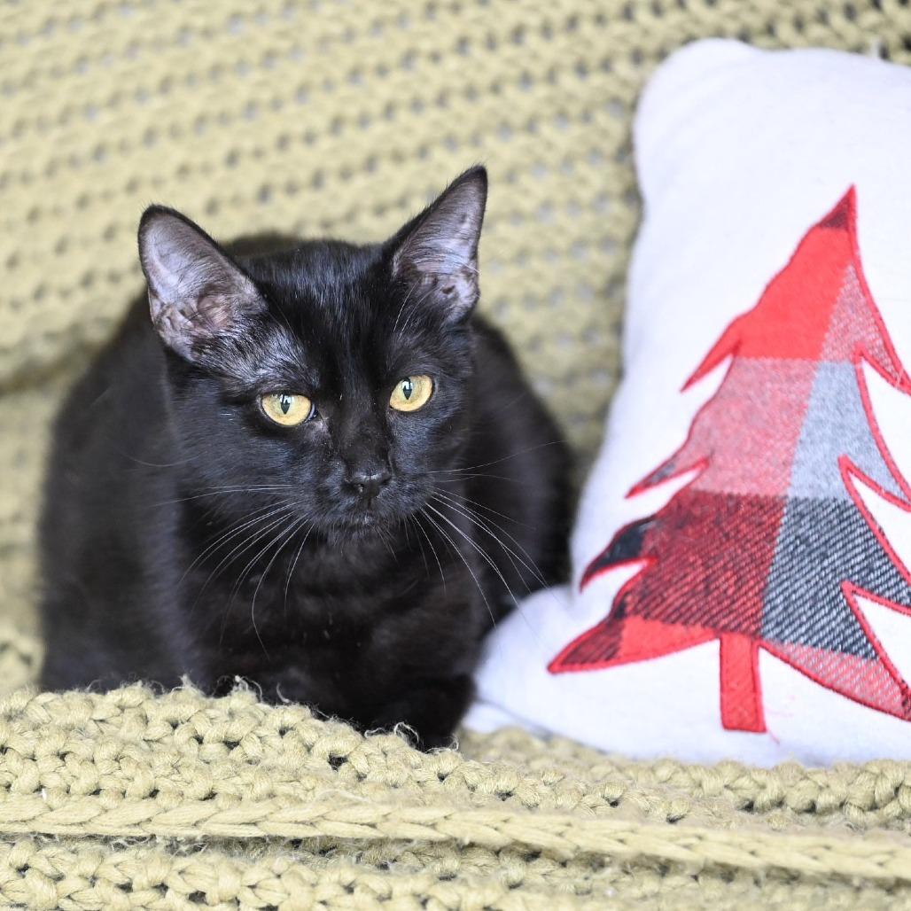 Enlarge Bessie, a Adoptable Domestic Short Hair in Wichita, KS image 5/6