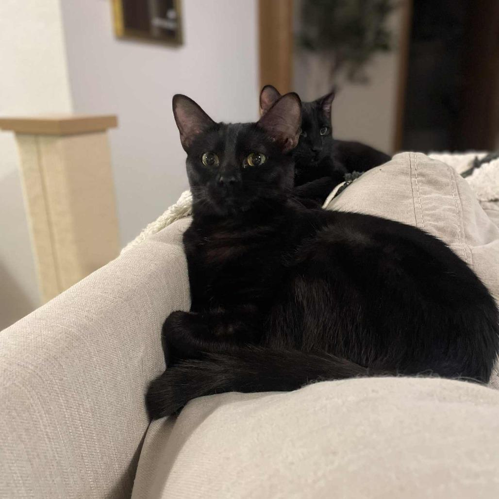 Enlarge Bessie, a Adoptable Domestic Short Hair in Wichita, KS image 6/6