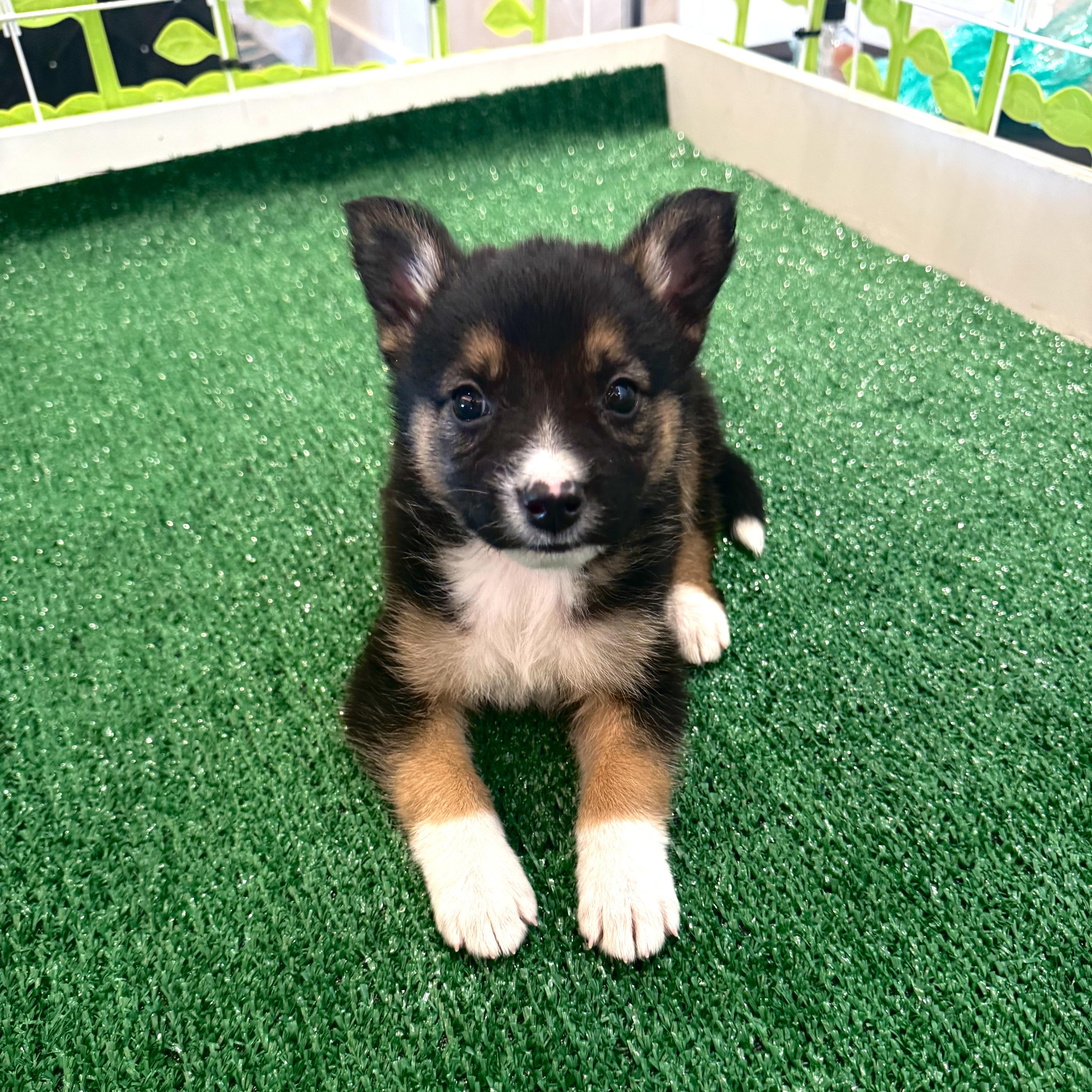 Tostito , Adoptable, Puppy Female Mixed Breed.