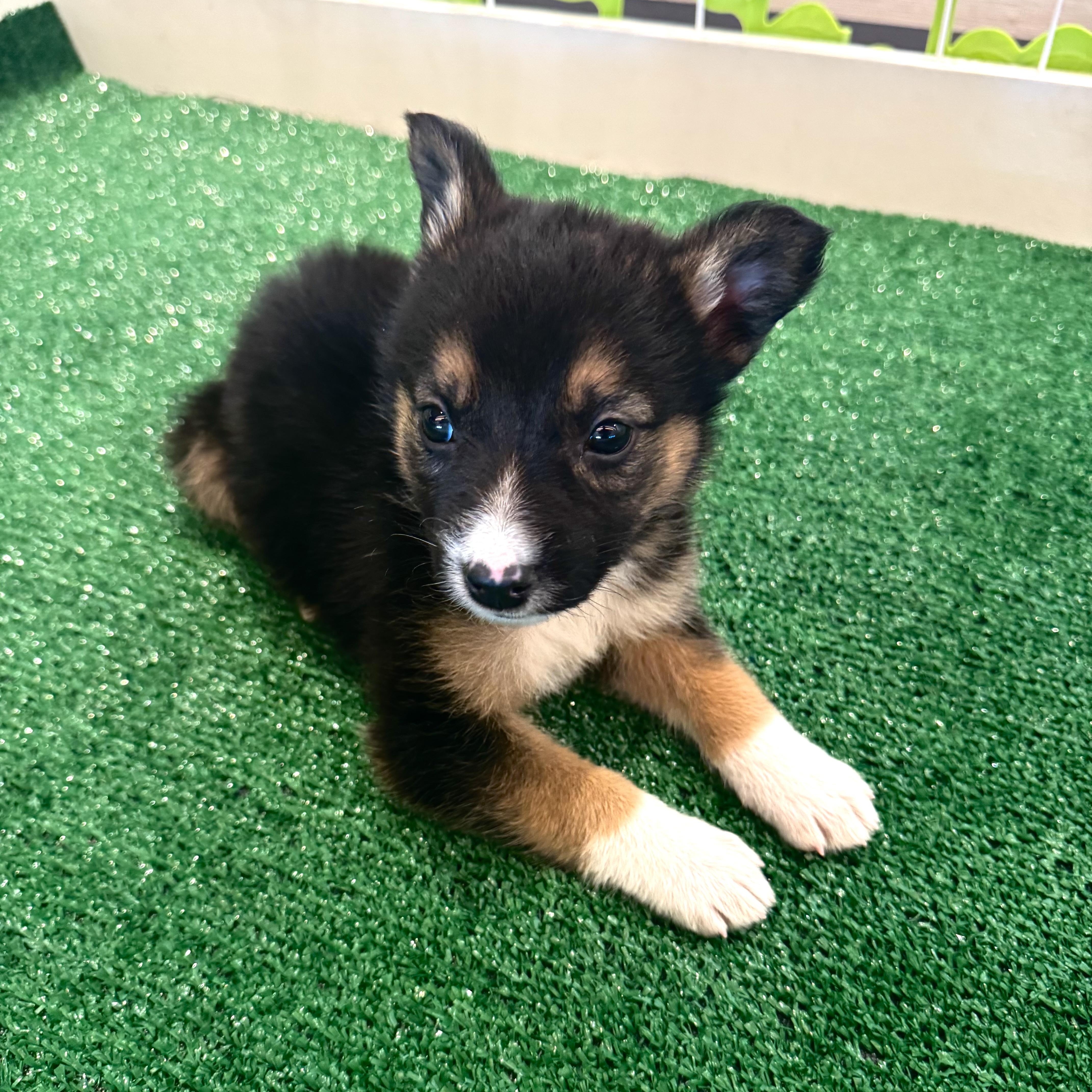 Tostito , a Adoptable Mixed Breed in Henderson, NV image 2/3