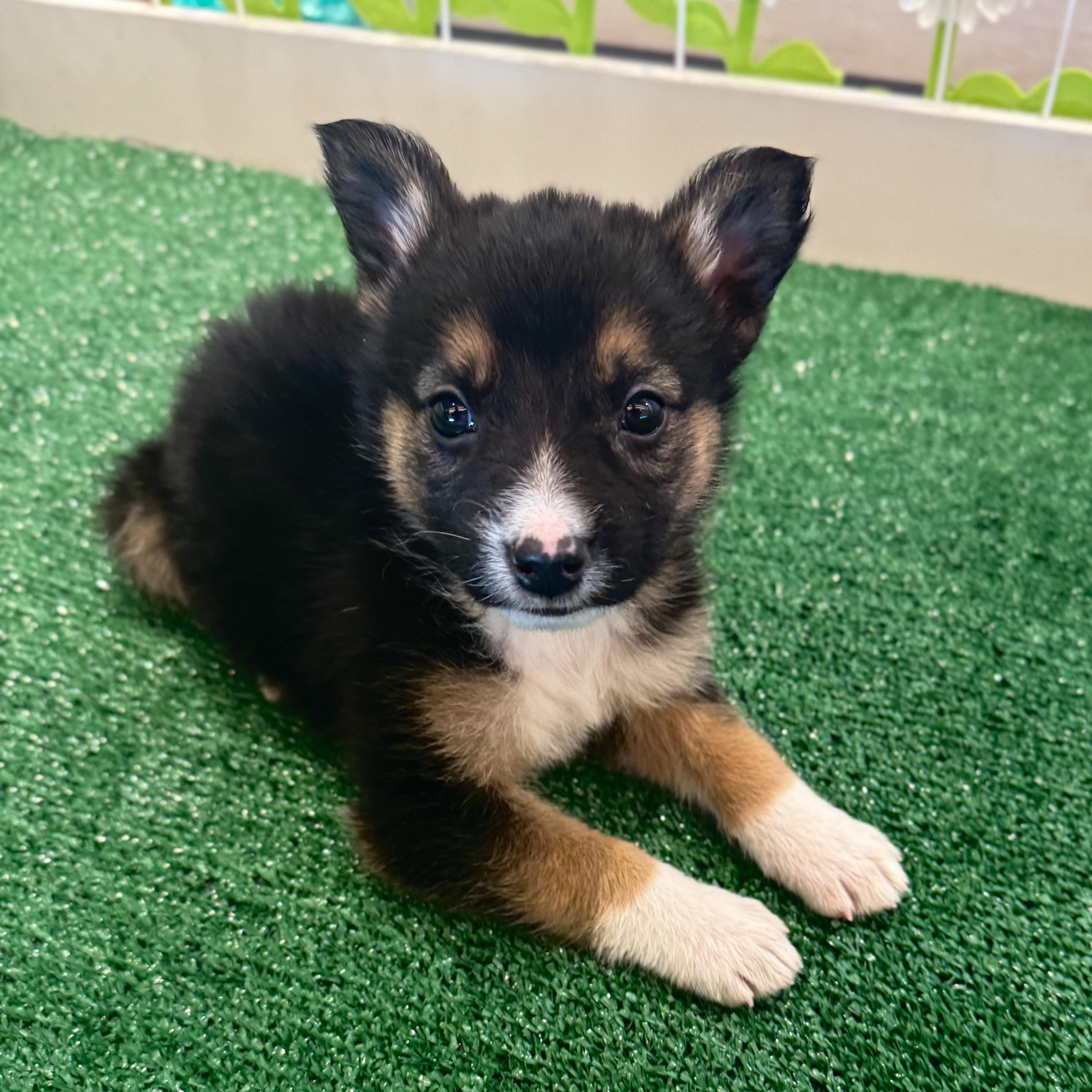 Tostito , a Adoptable Mixed Breed in Henderson, NV image 3/3