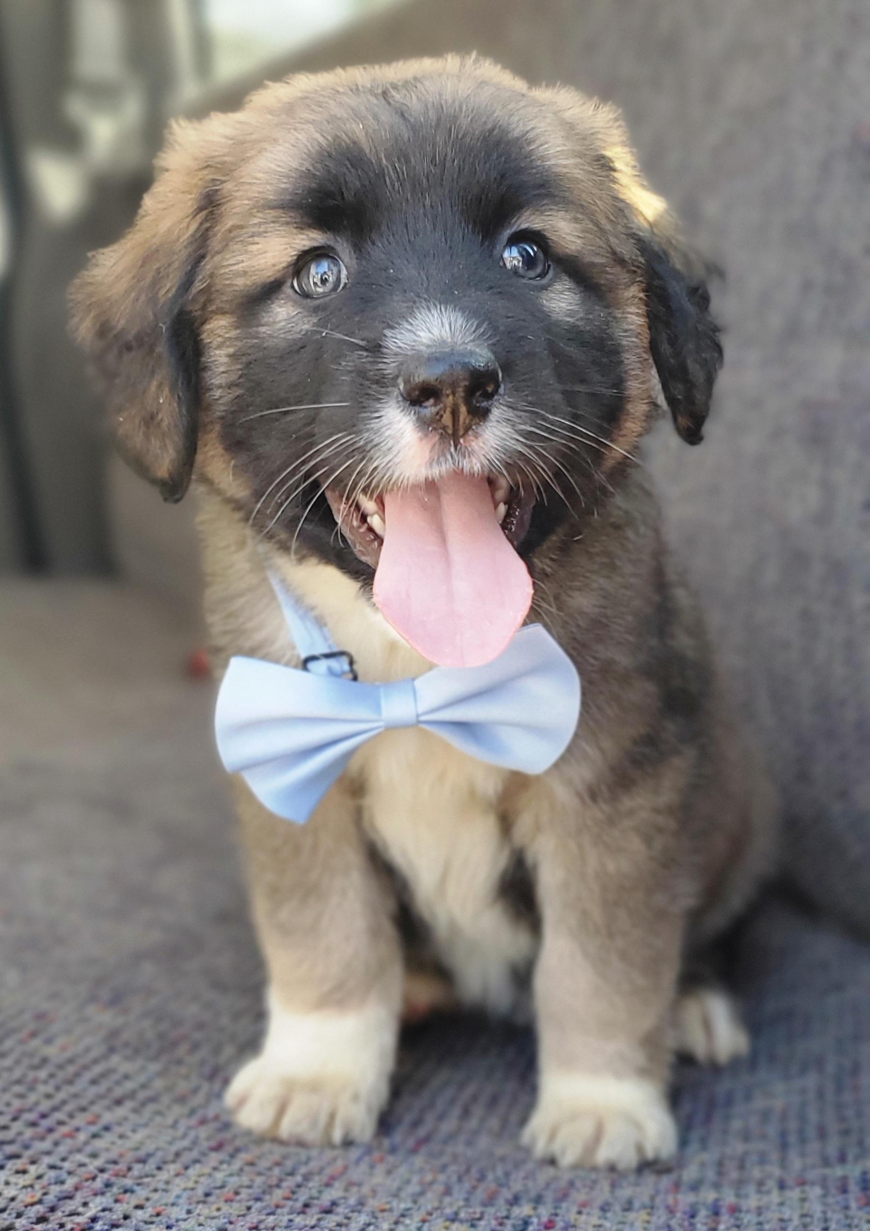 Enlarge Barley , a Adoptable mixed breed in Charlotte , NC image 4/6