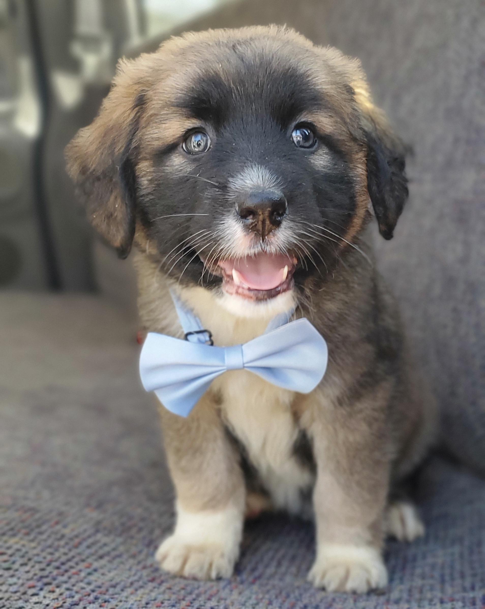 Enlarge Barley , a Adoptable mixed breed in Charlotte , NC image 5/6