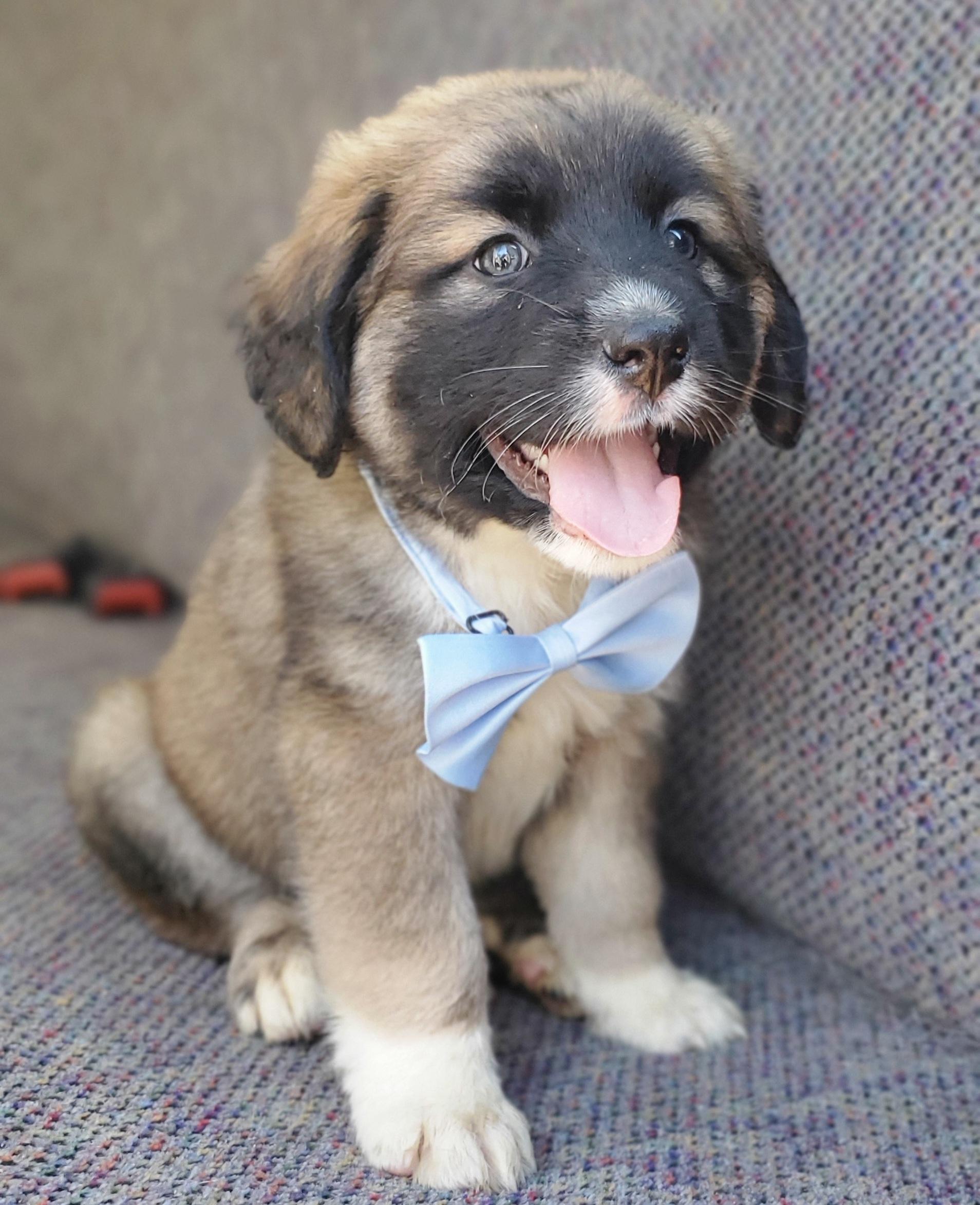 Enlarge Barley , a Adoptable mixed breed in Charlotte , NC image 6/6