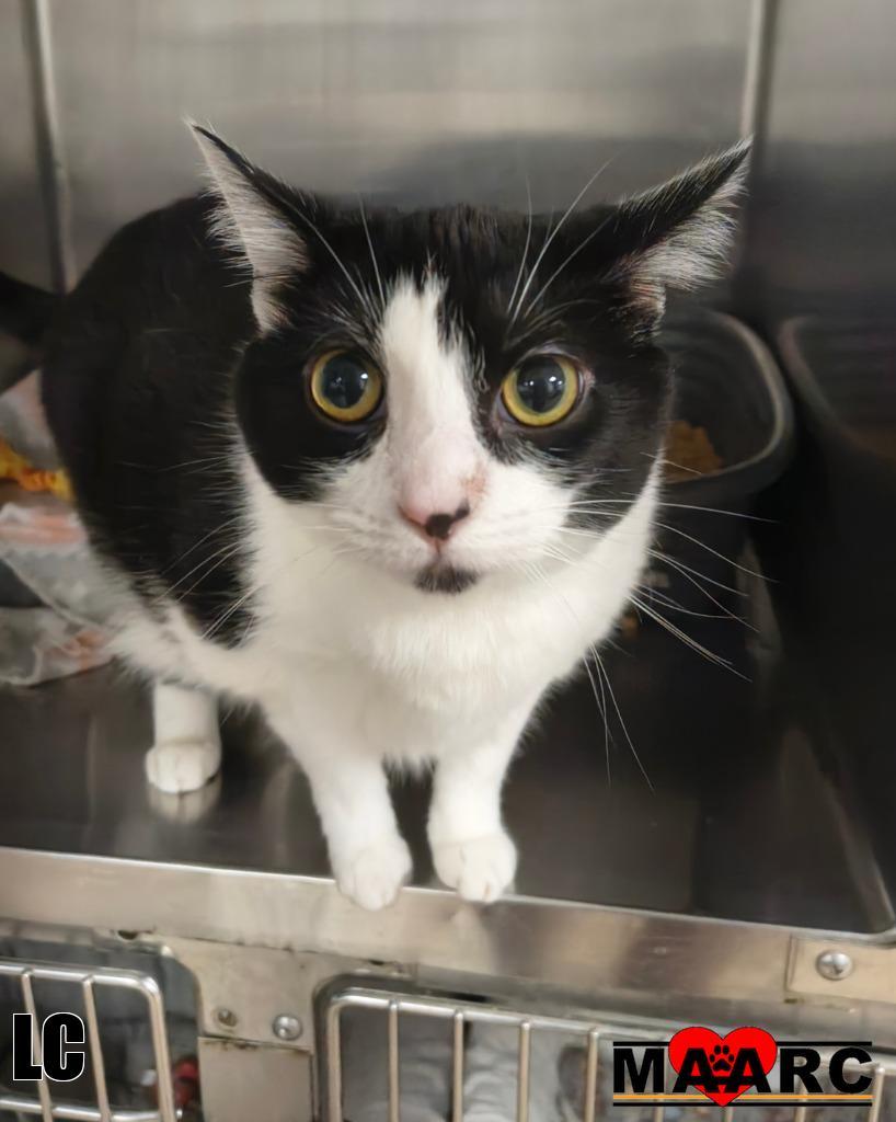 LC, Adoptable, Young Female Domestic Short Hair.