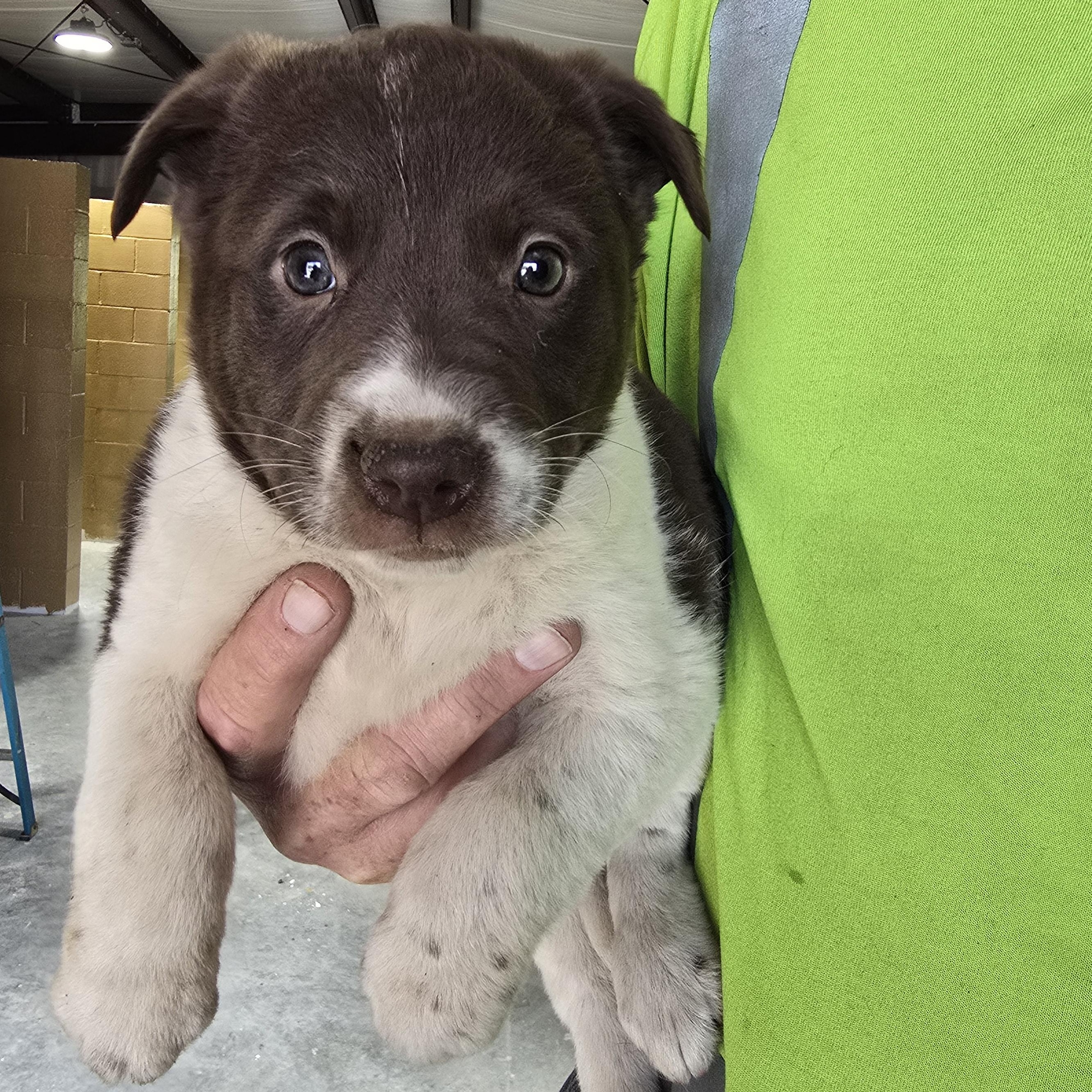 Enlarge Buttercup, a Adoptable Mixed Breed in McCrory, AR image 2/3