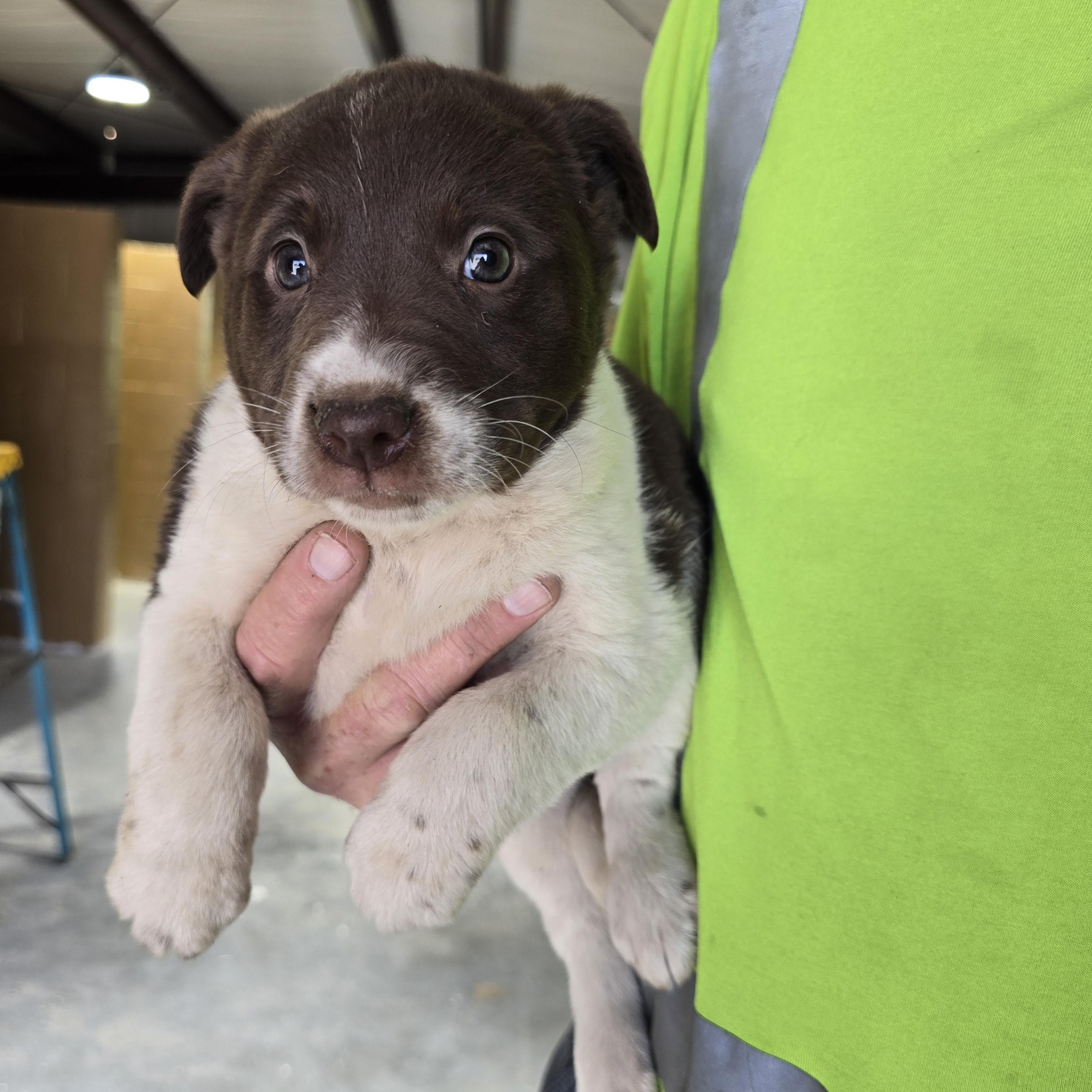 Enlarge Buttercup, a Adoptable Mixed Breed in McCrory, AR image 3/3