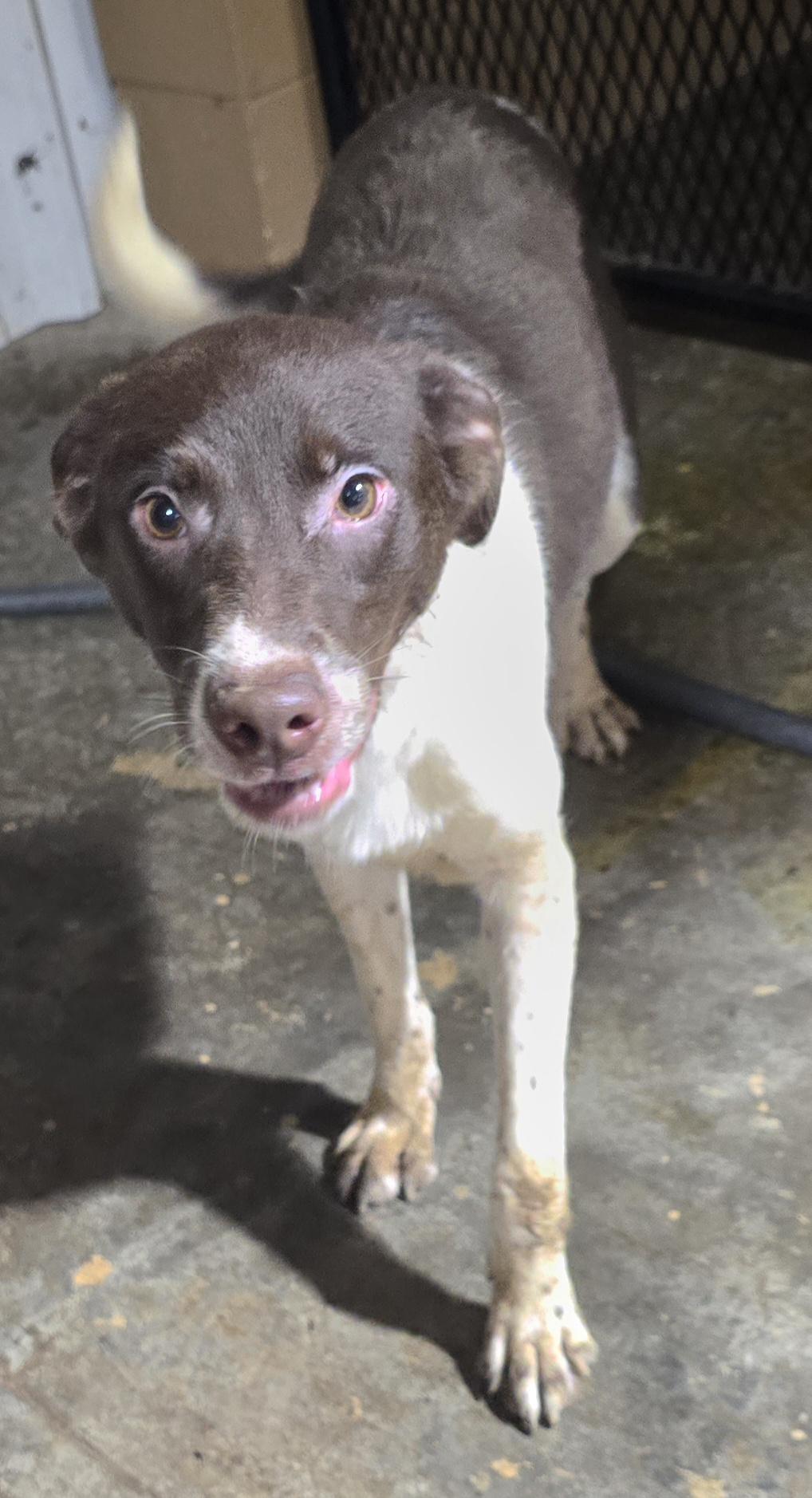 Enlarge Buttercup, a Adoptable Mixed Breed in McCrory, AR image 1/3