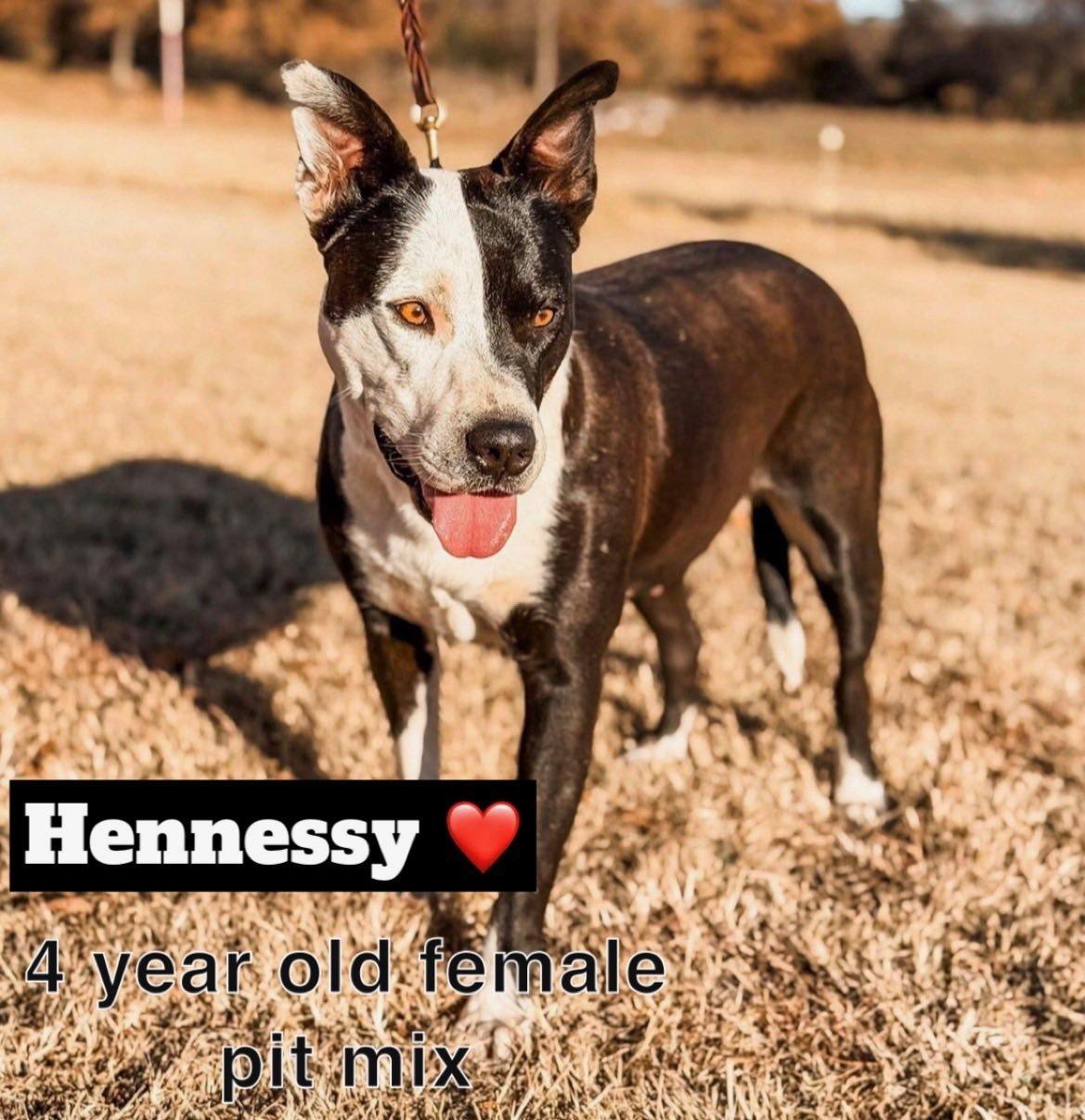 Hennessy, ADOPTABLE, Adult Female Mixed Breed.