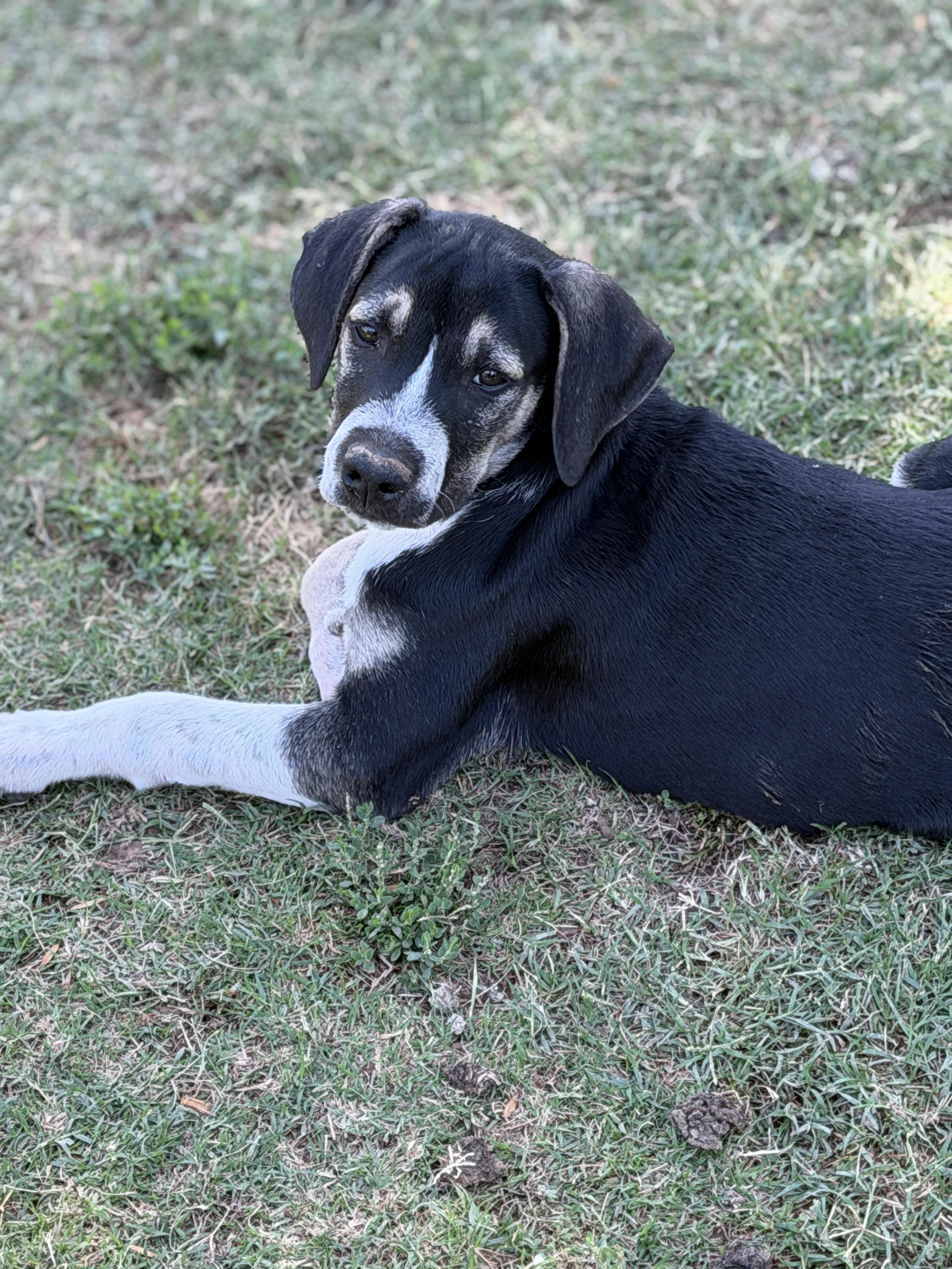 Enlarge Zeke, a ADOPTABLE mixed breed in Gilbert, AZ image 2/2