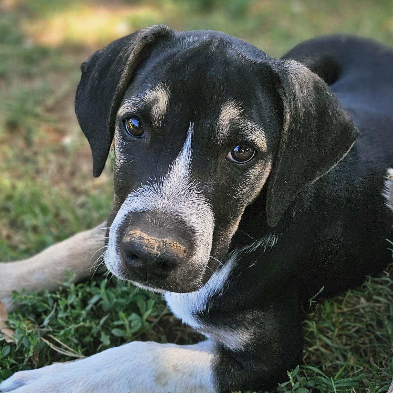 Zeke, ADOPTABLE, Puppy Male Labrador Retriever & Shepherd.