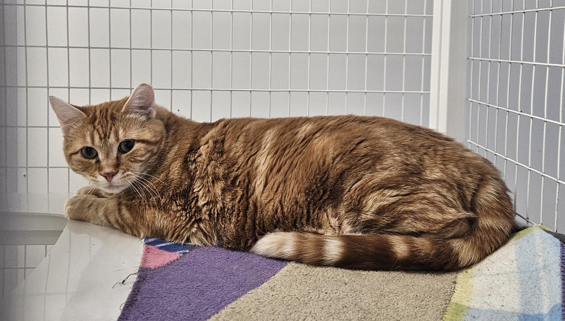 Gere, ADOPTABLE, Young Male Domestic Short Hair.