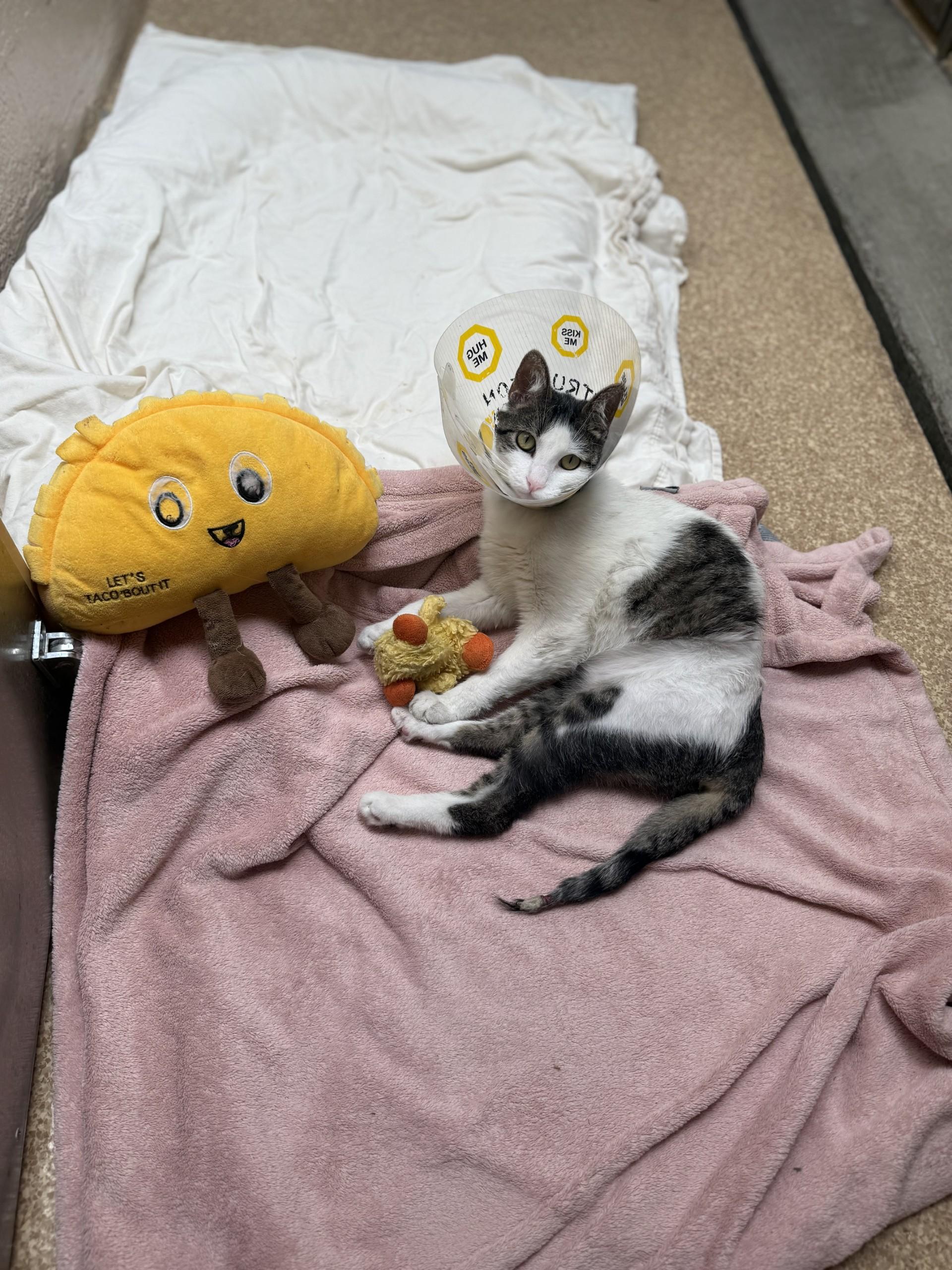 Toby, a Adoptable Domestic Short Hair in Laguna Beach, CA image 1/2