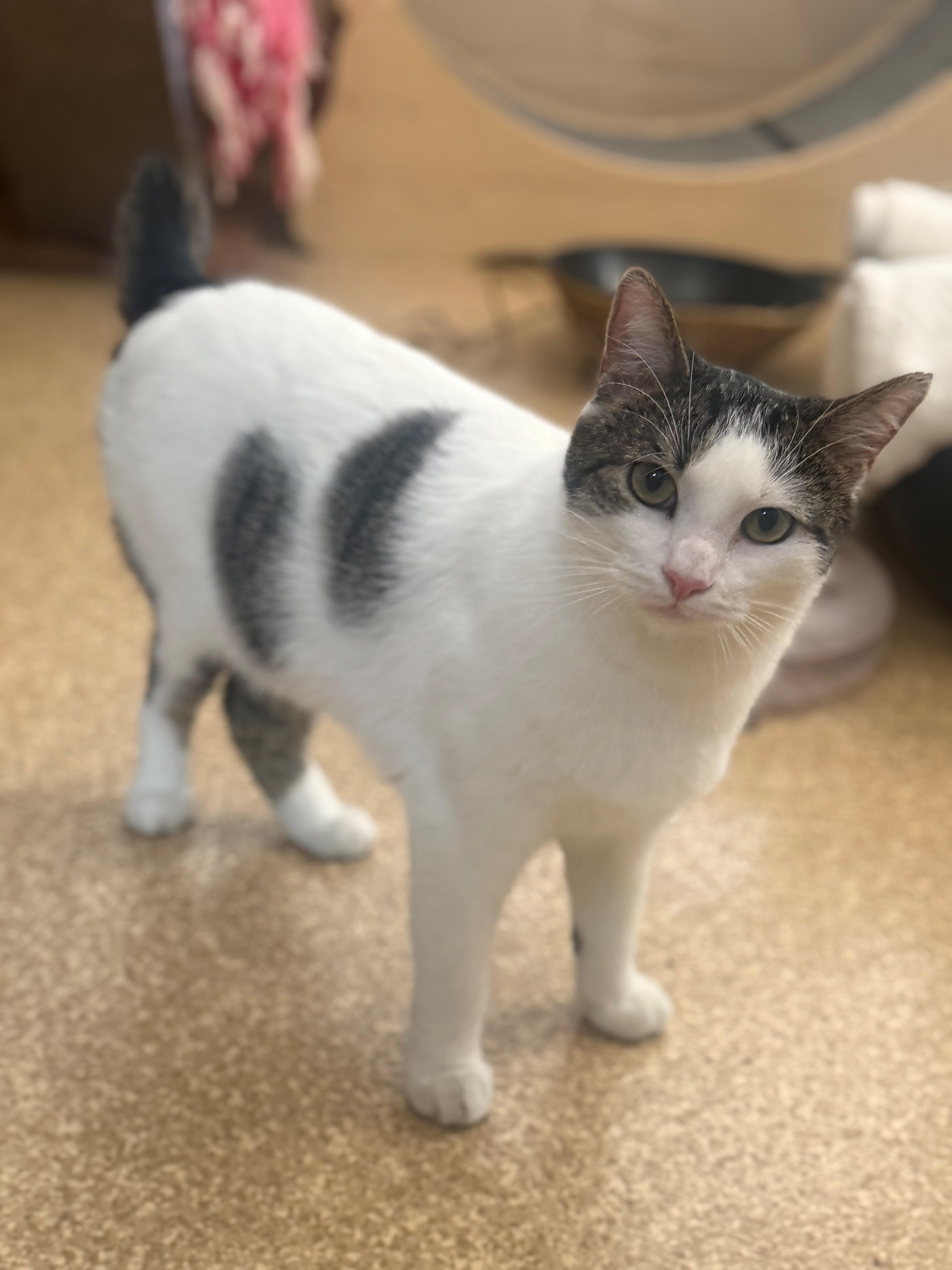 Toby, Adoptable, Adult Male Domestic Short Hair.