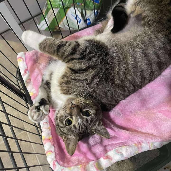 Godiva, a ADOPTABLE Domestic Short Hair in Winthrop, ME image 1/2