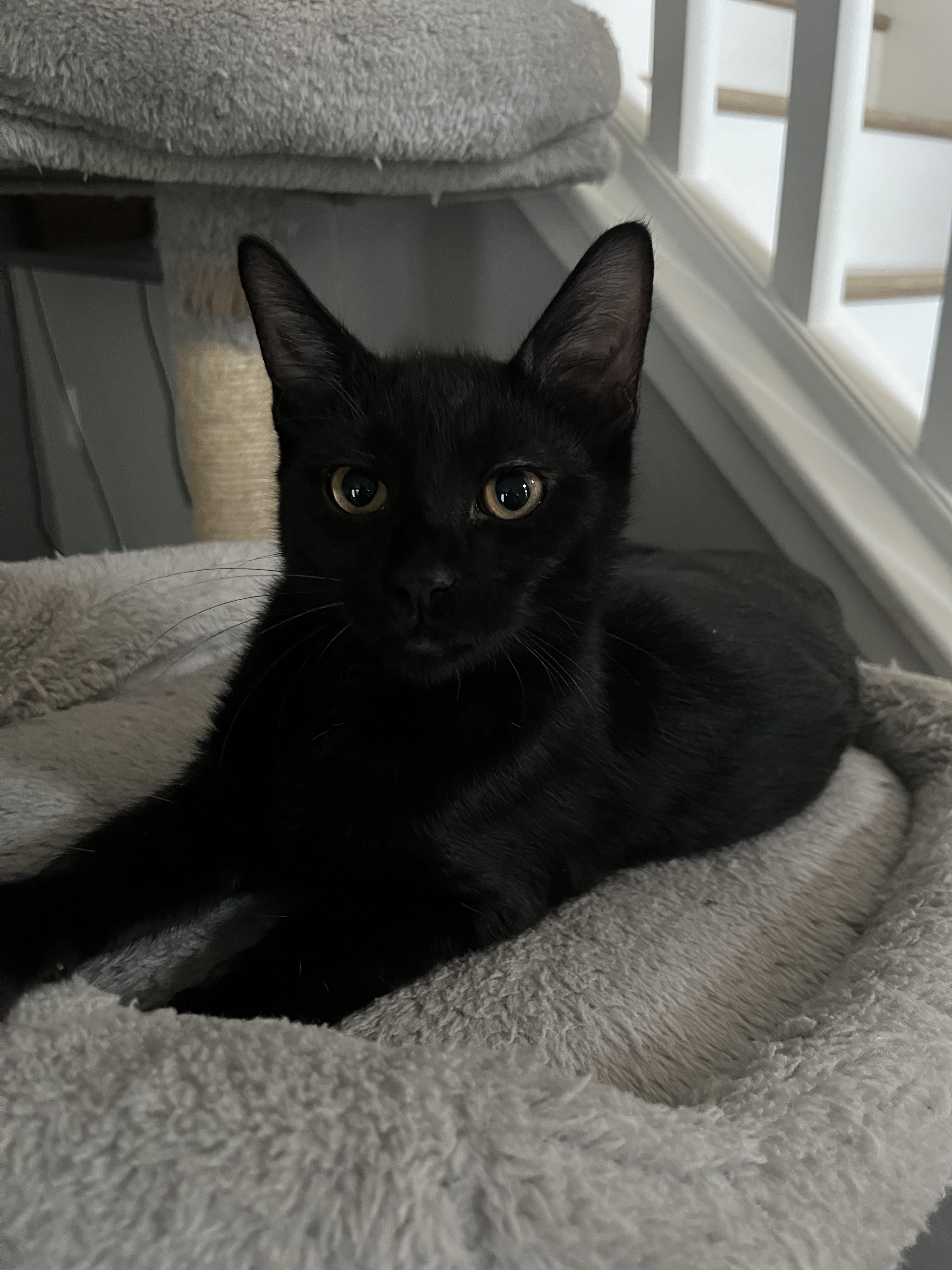 Witch, adopted, Young Male Domestic Short Hair.