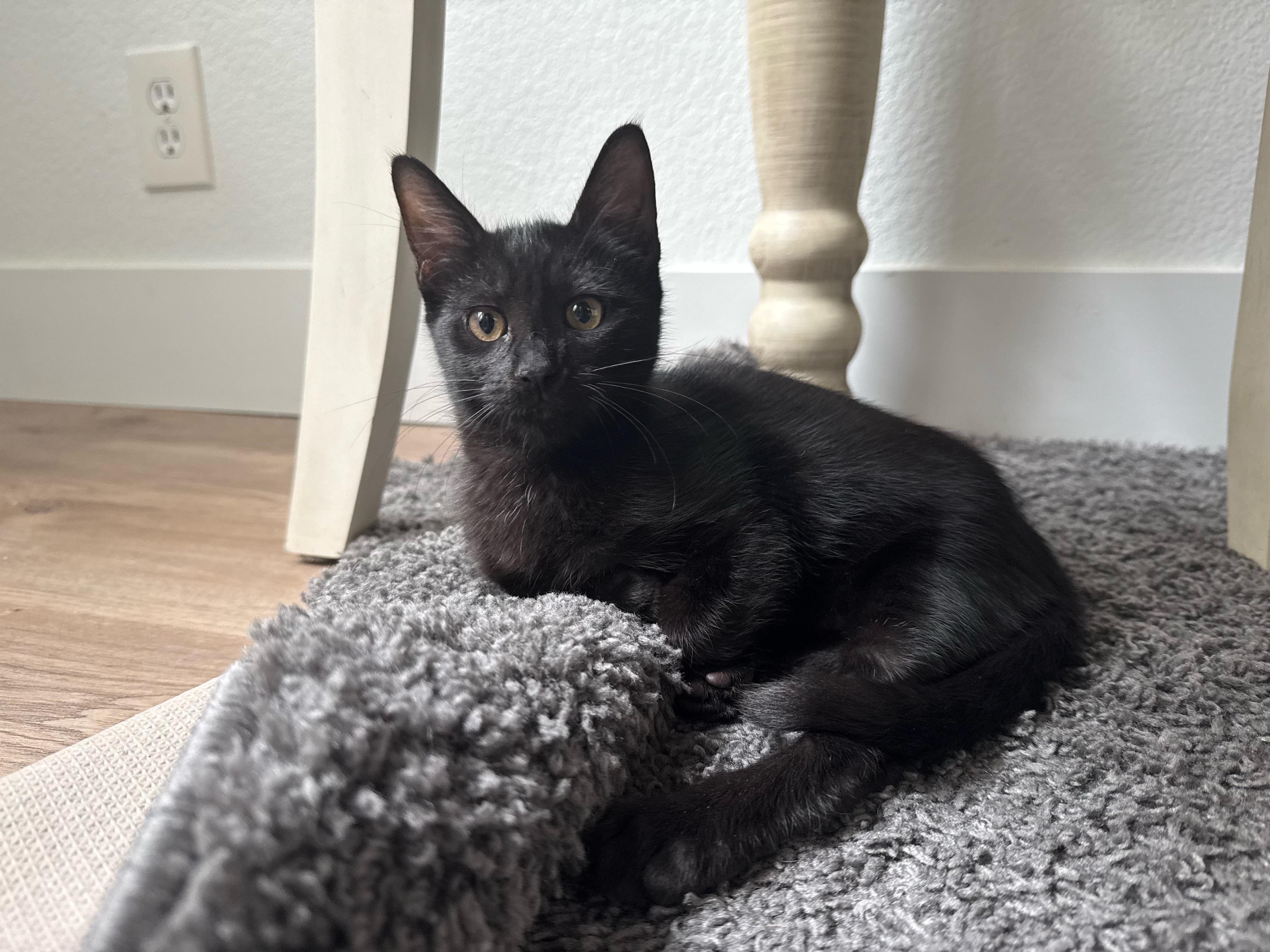 Enlarge Witch, an adopted Domestic Short Hair in Davis, CA image 2/3