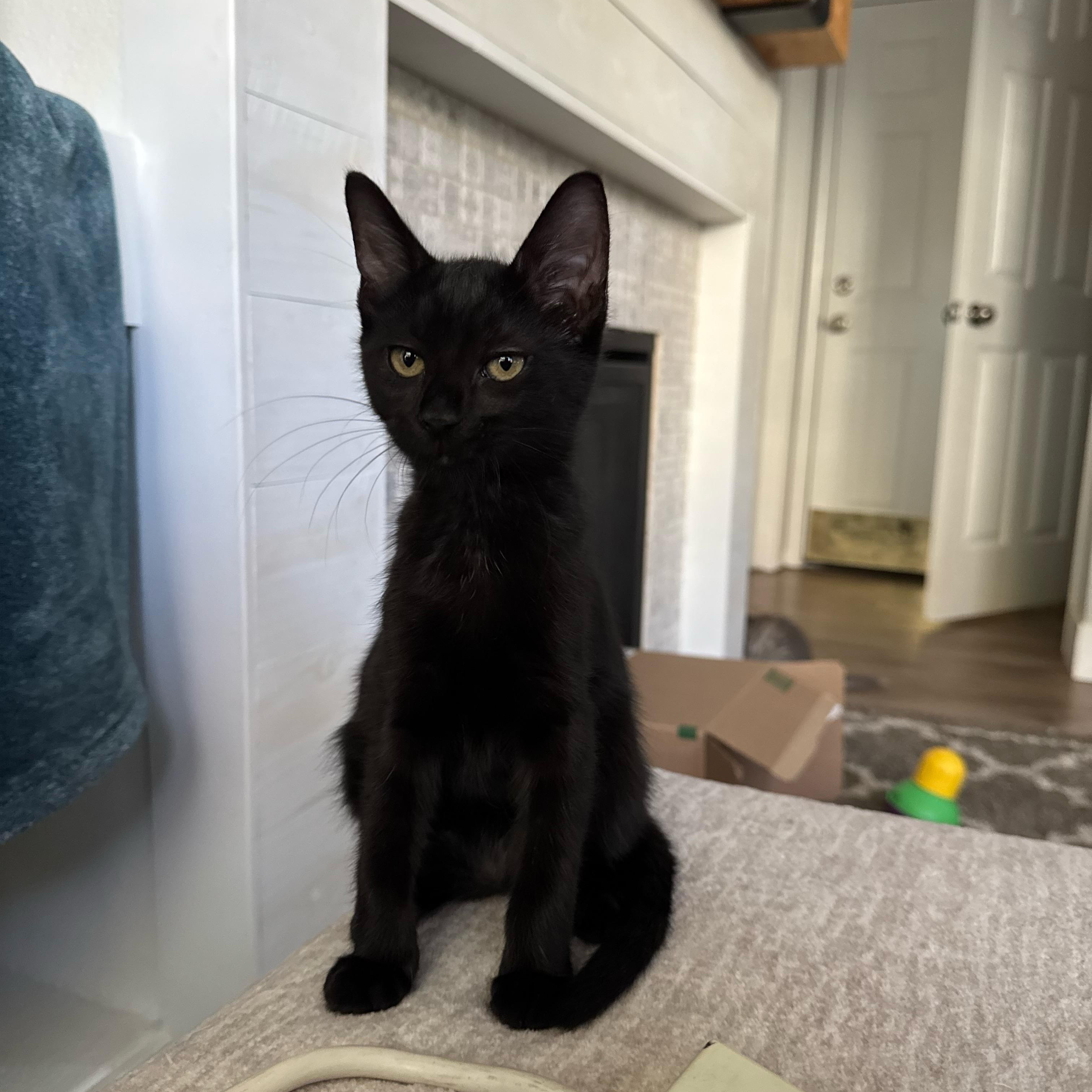 Enlarge Witch, an adopted Domestic Short Hair in Davis, CA image 3/3