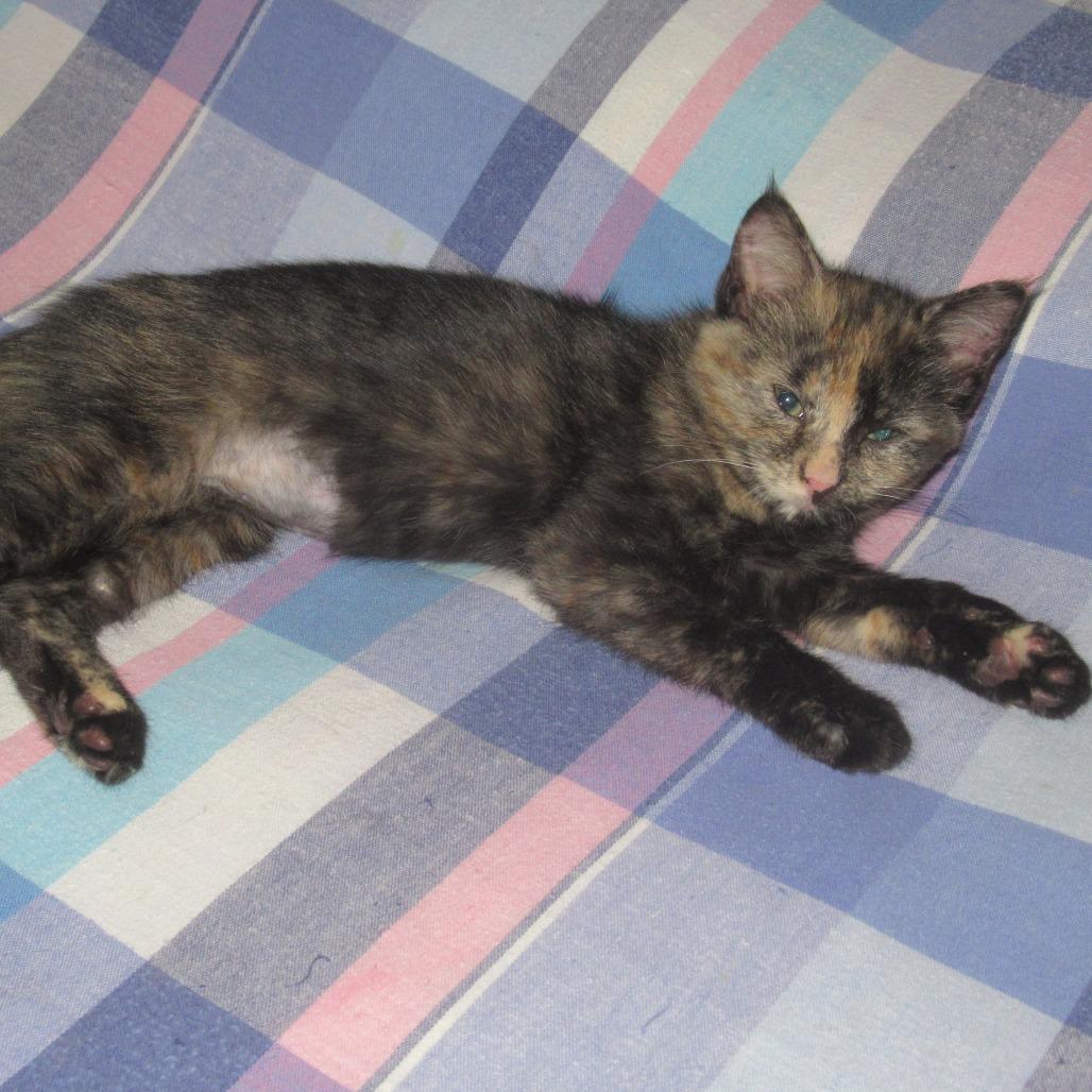 Enlarge Brook, a Adoptable Domestic Short Hair in Rochester, MN image 1/1