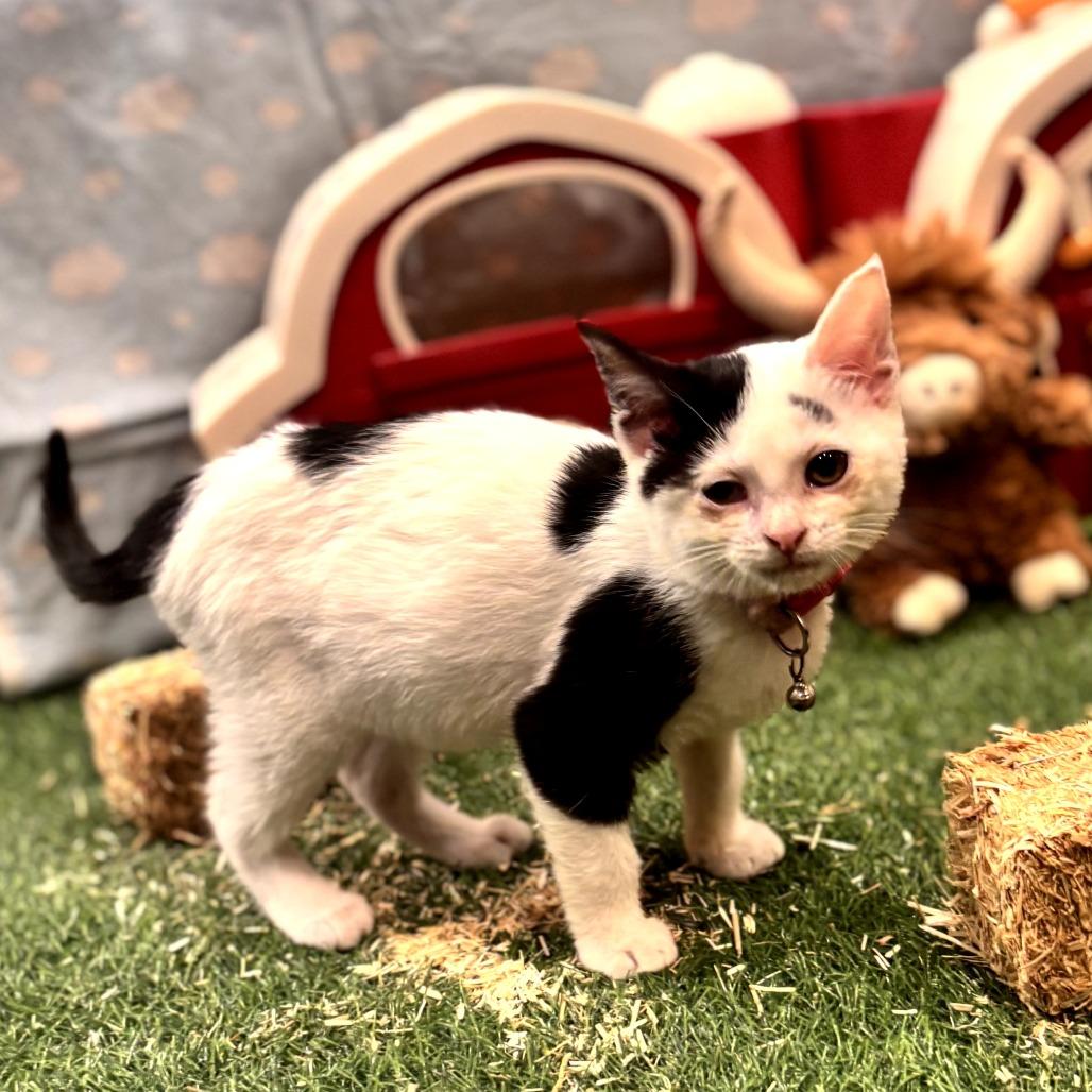 Enlarge Tuli, a Adoptable Domestic Short Hair in Muncie, IN image 2/2