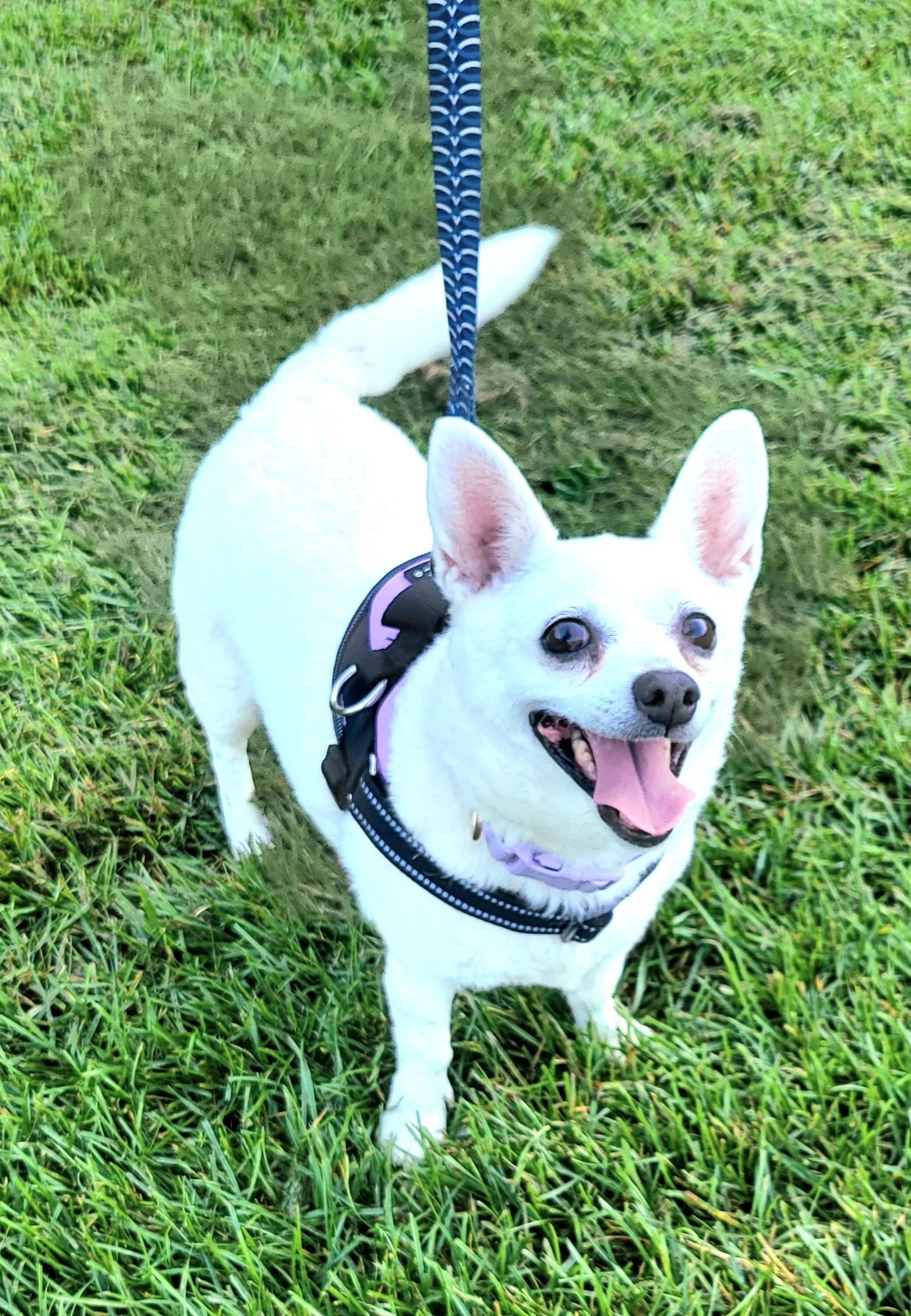 Enlarge Snowball, a Adopted mixed breed in Hammonton, NJ image 6/6