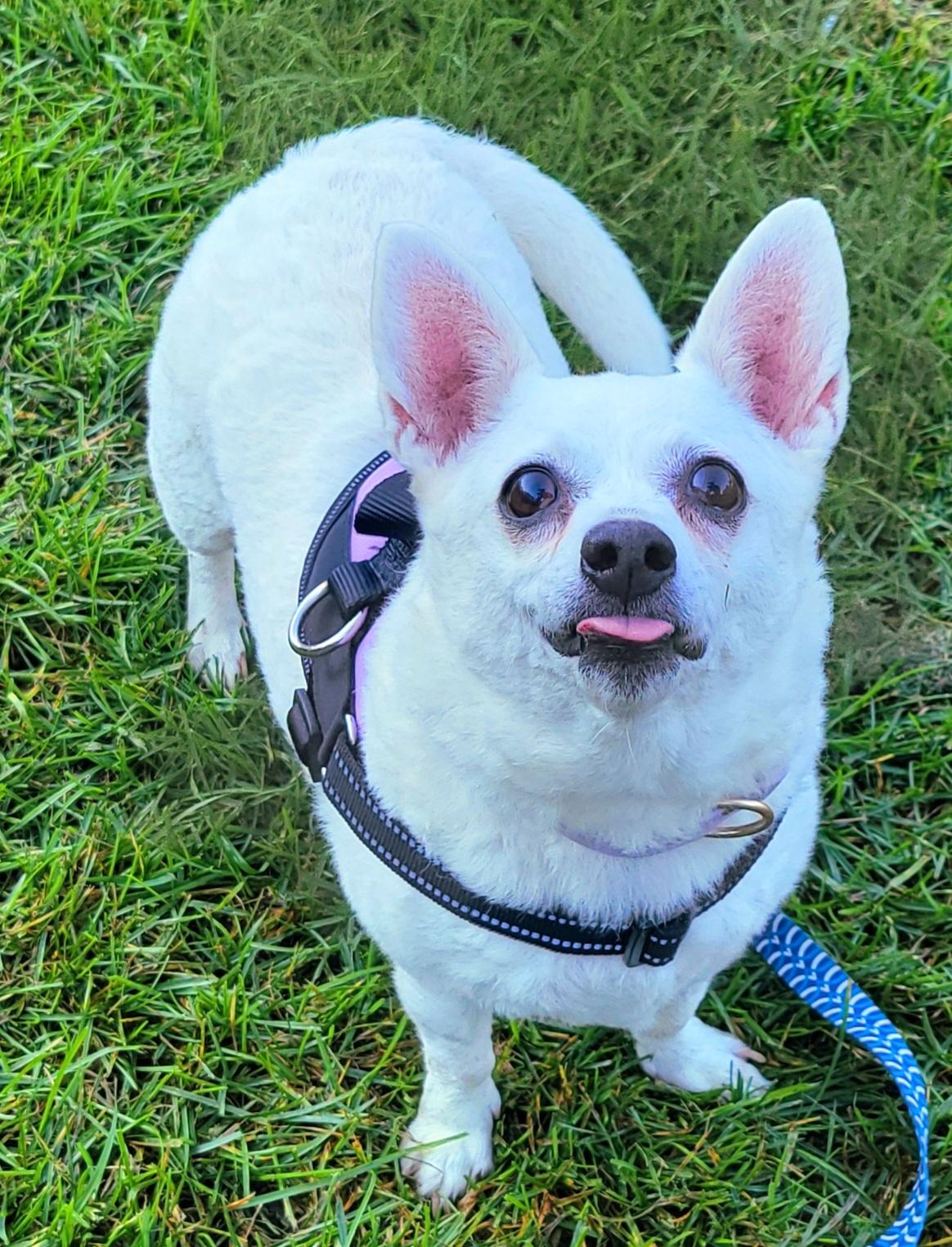 Enlarge Snowball, a Adopted mixed breed in Hammonton, NJ image 3/6