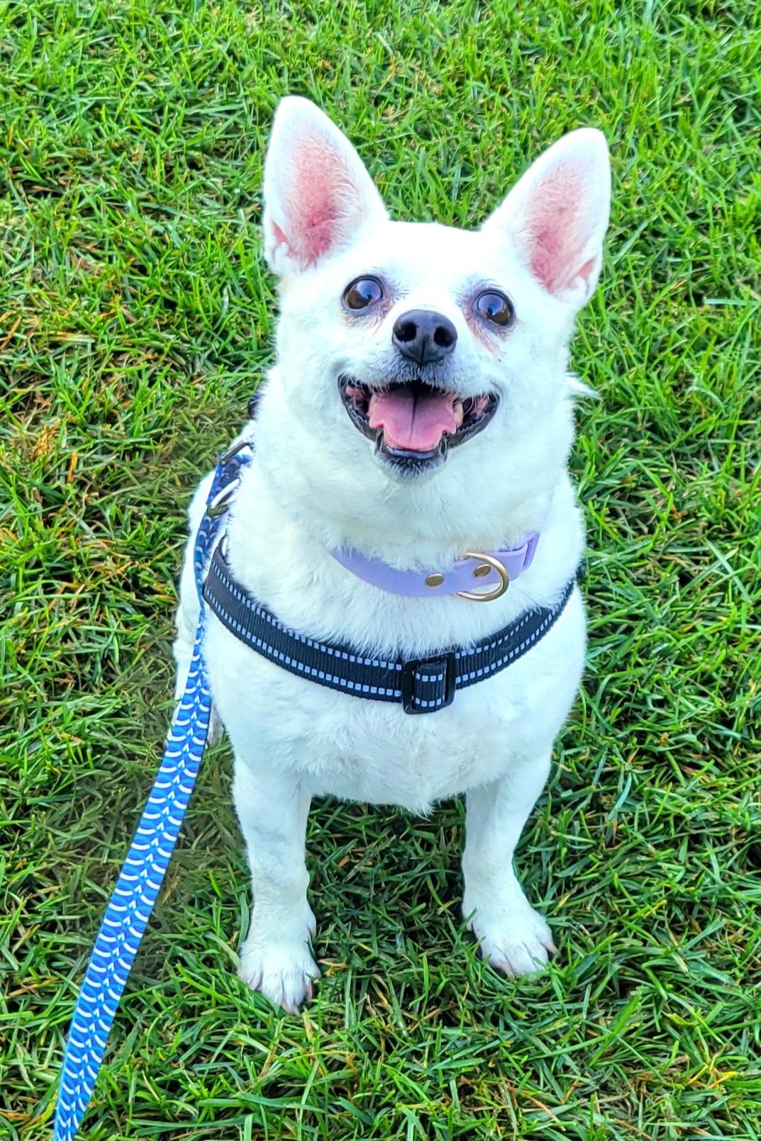Enlarge Snowball, a Adopted mixed breed in Hammonton, NJ image 5/6