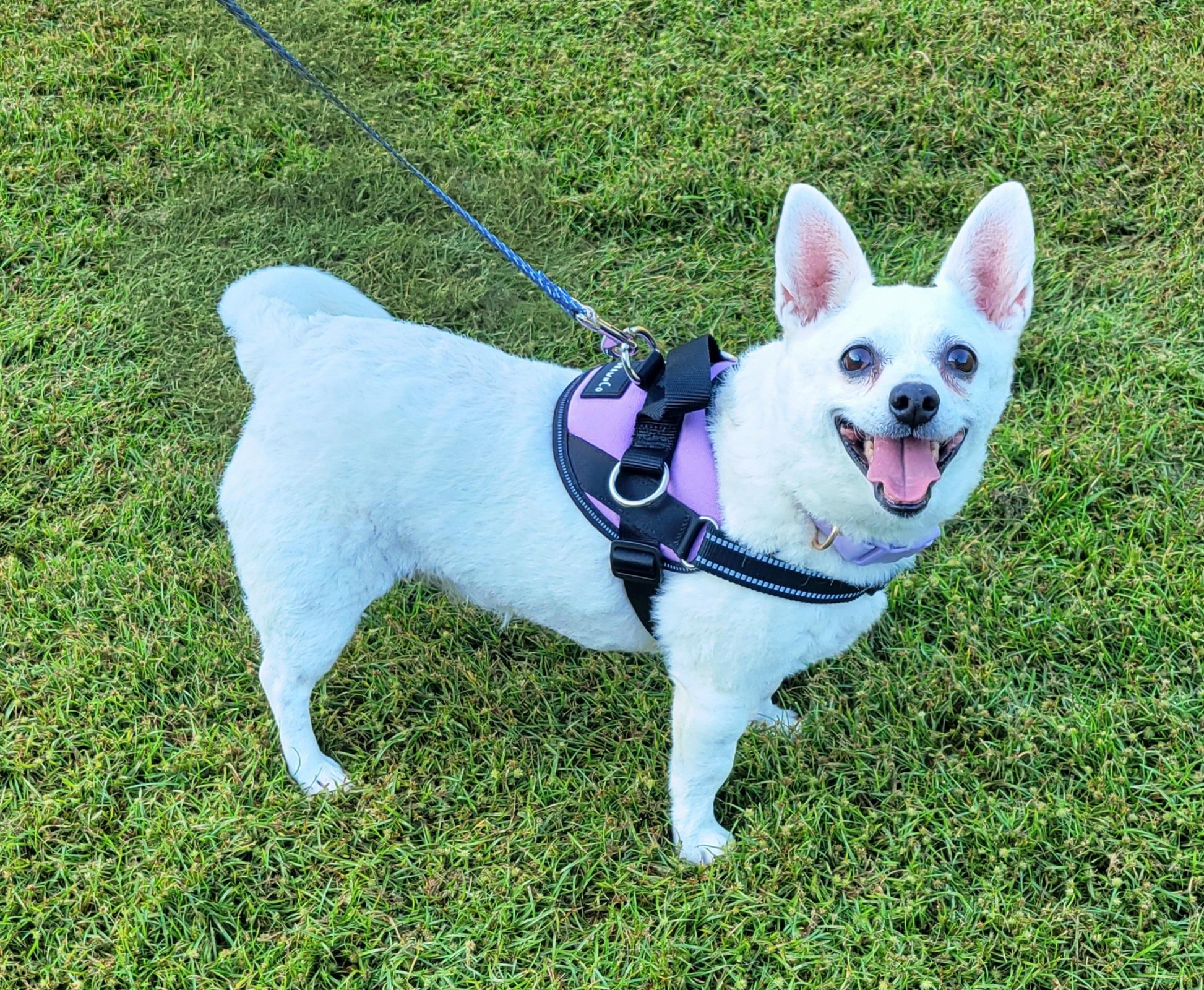 Enlarge Snowball, a Adopted mixed breed in Hammonton, NJ image 1/6