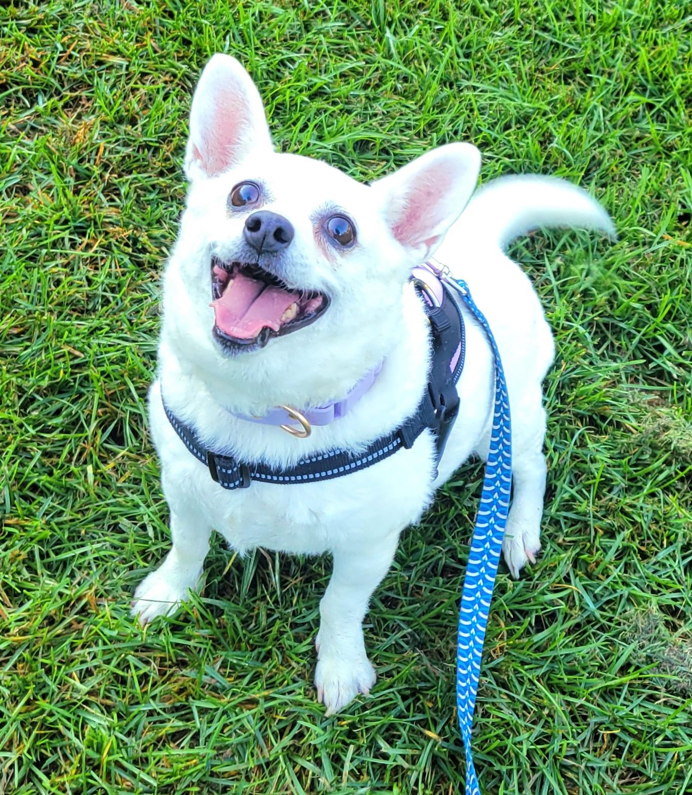 Enlarge Snowball, a Adopted mixed breed in Hammonton, NJ image 2/6