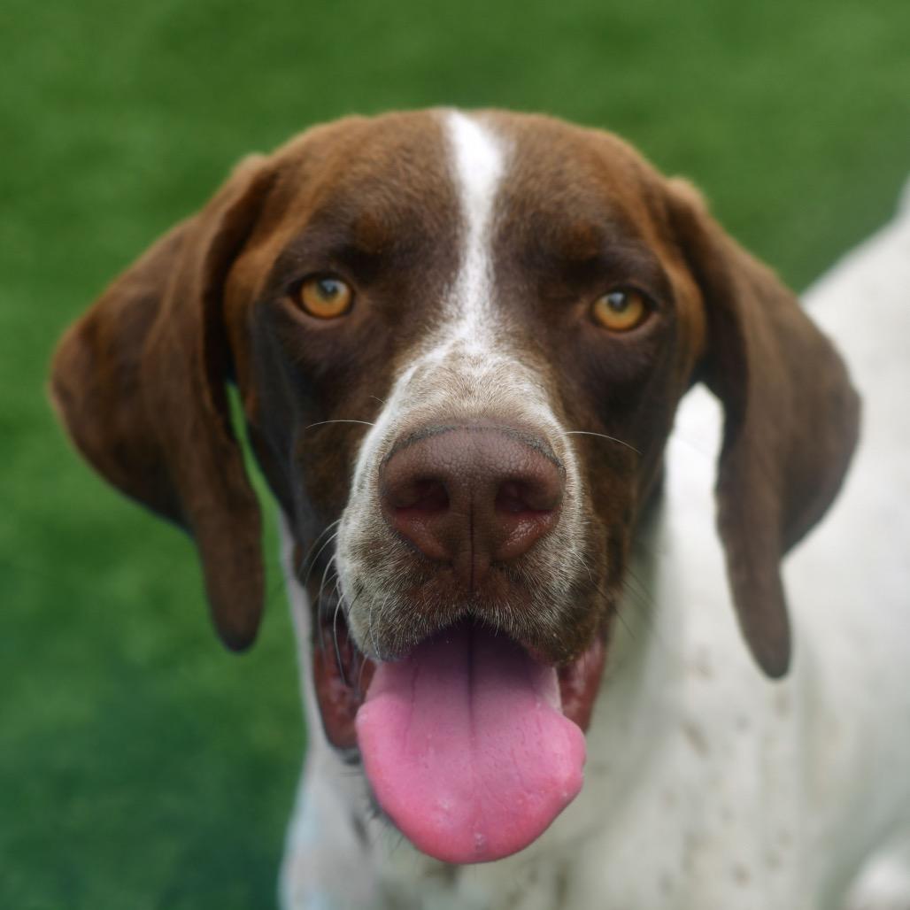 Enlarge Tank, a Adoptable mixed breed in Ottawa, KS image 1/2