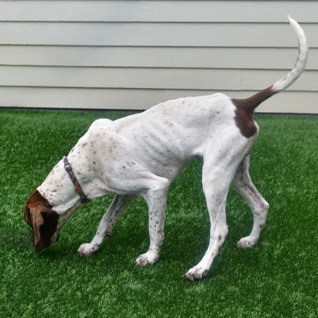 Enlarge Tank, a Adoptable mixed breed in Ottawa, KS image 2/2
