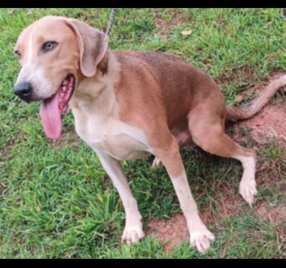Pepsi, Adoptable, Young Male Coonhound & Mixed Breed.