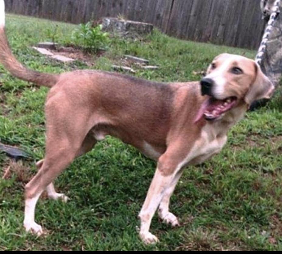 Pepsi, a Adoptable mixed breed in Rutherfordton, NC image 3/5