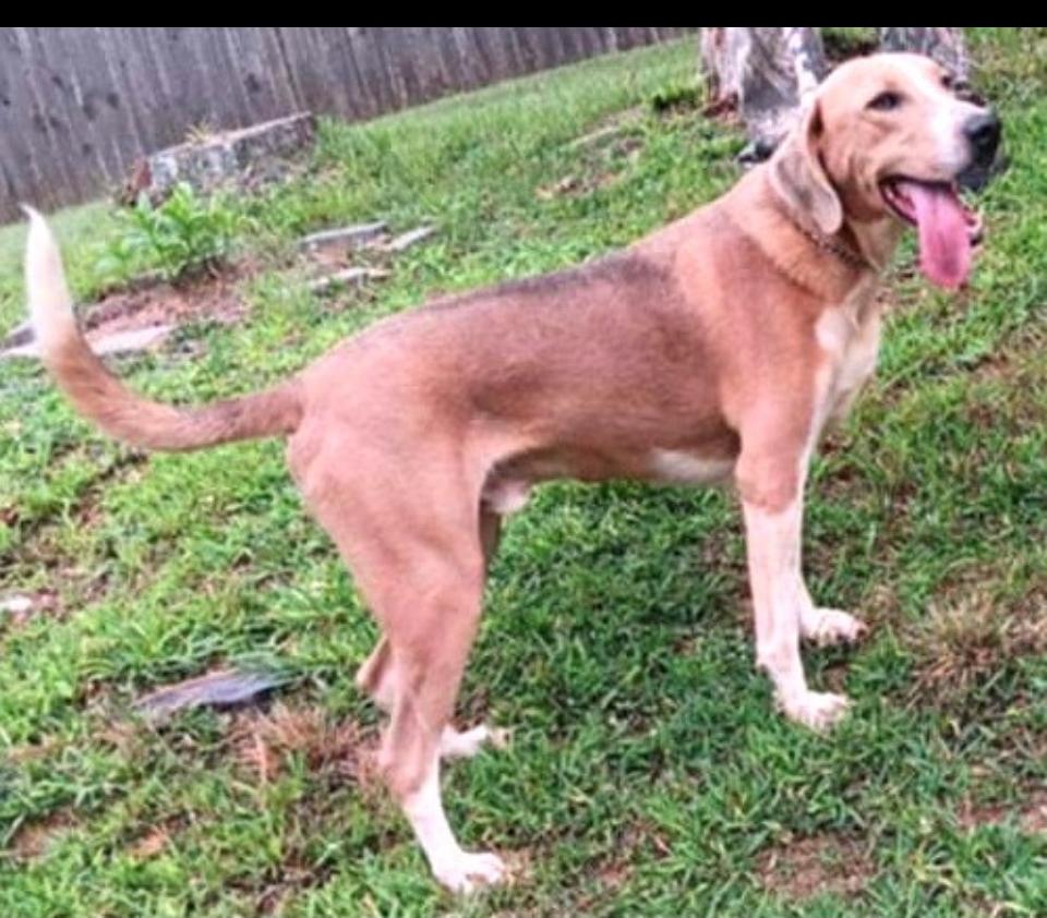 Pepsi, a Adoptable mixed breed in Rutherfordton, NC image 2/5